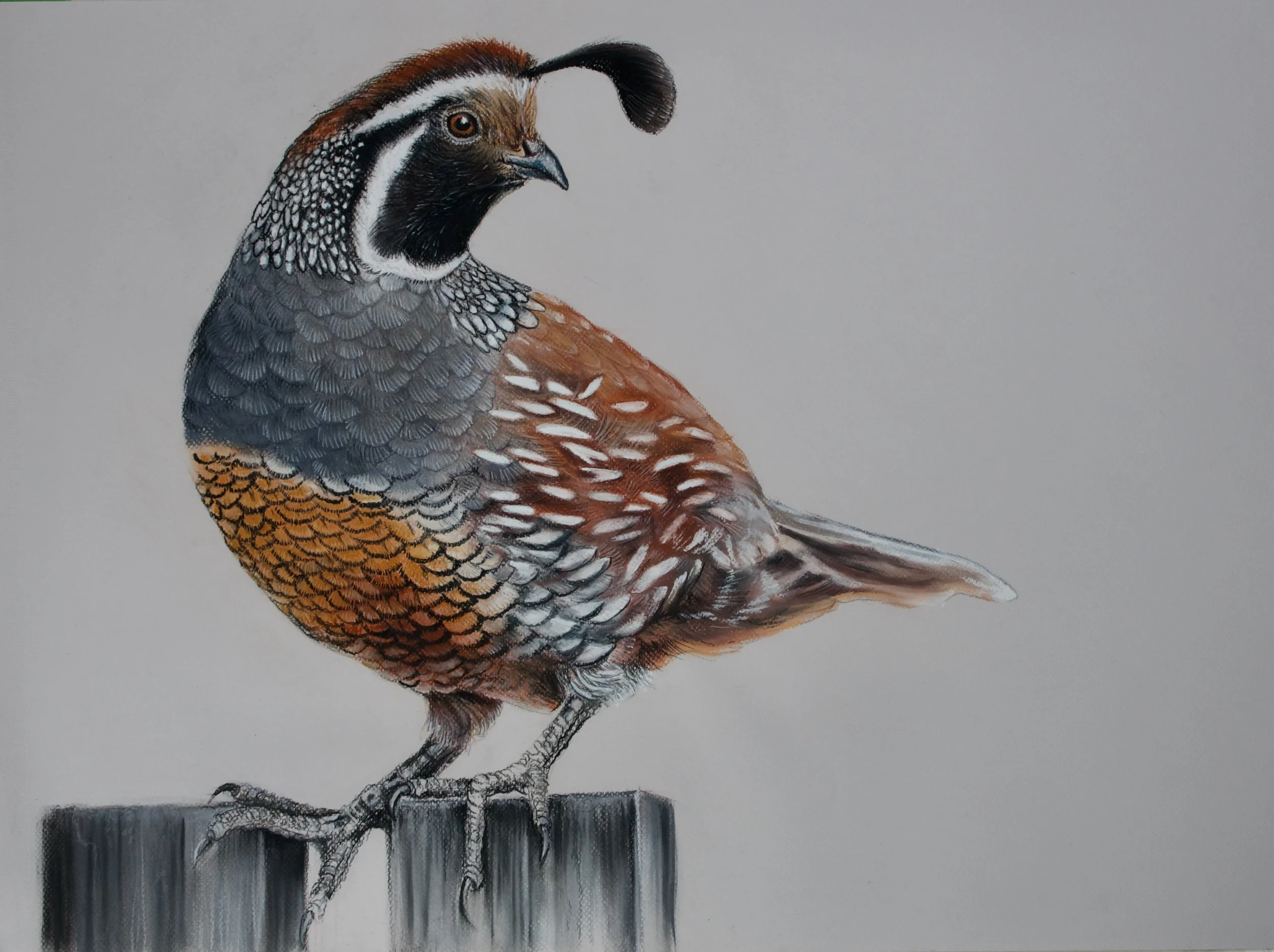 Californian Quail, Lophortyx californicus