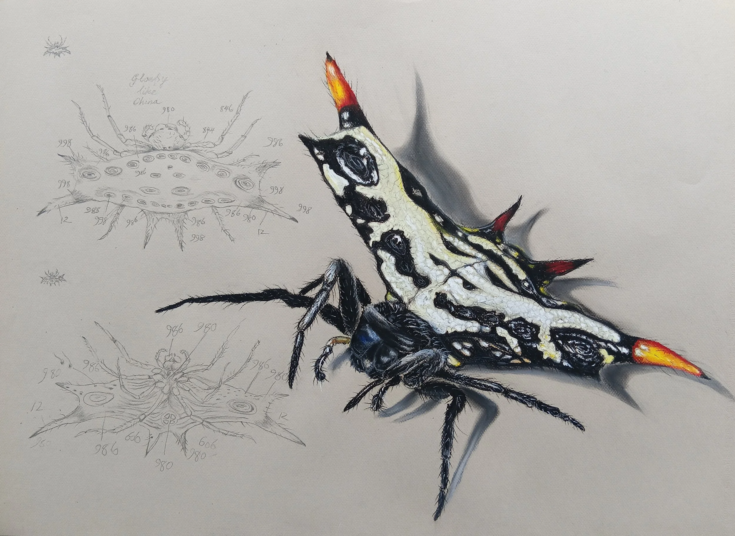 Red-horned Spider, Gasteracantha westringi, with Ferdinand Bauer's sketches appropriated into the background