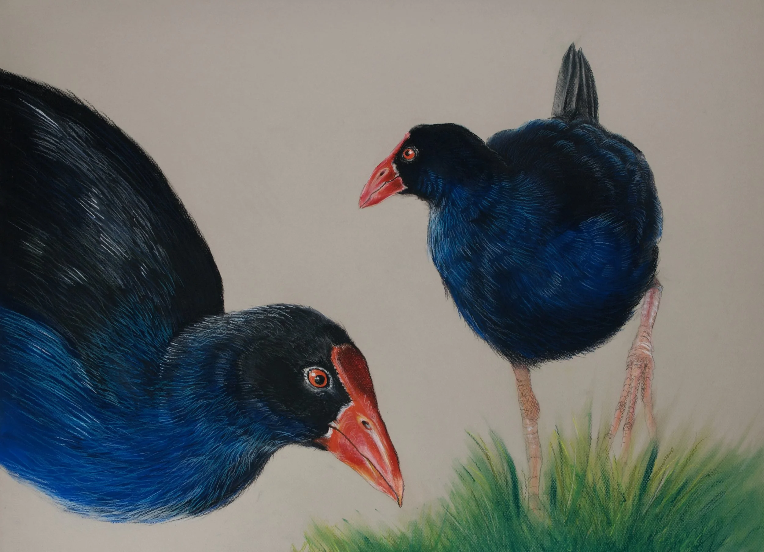 Purple Swamphen, Porphyrio Porphyrio