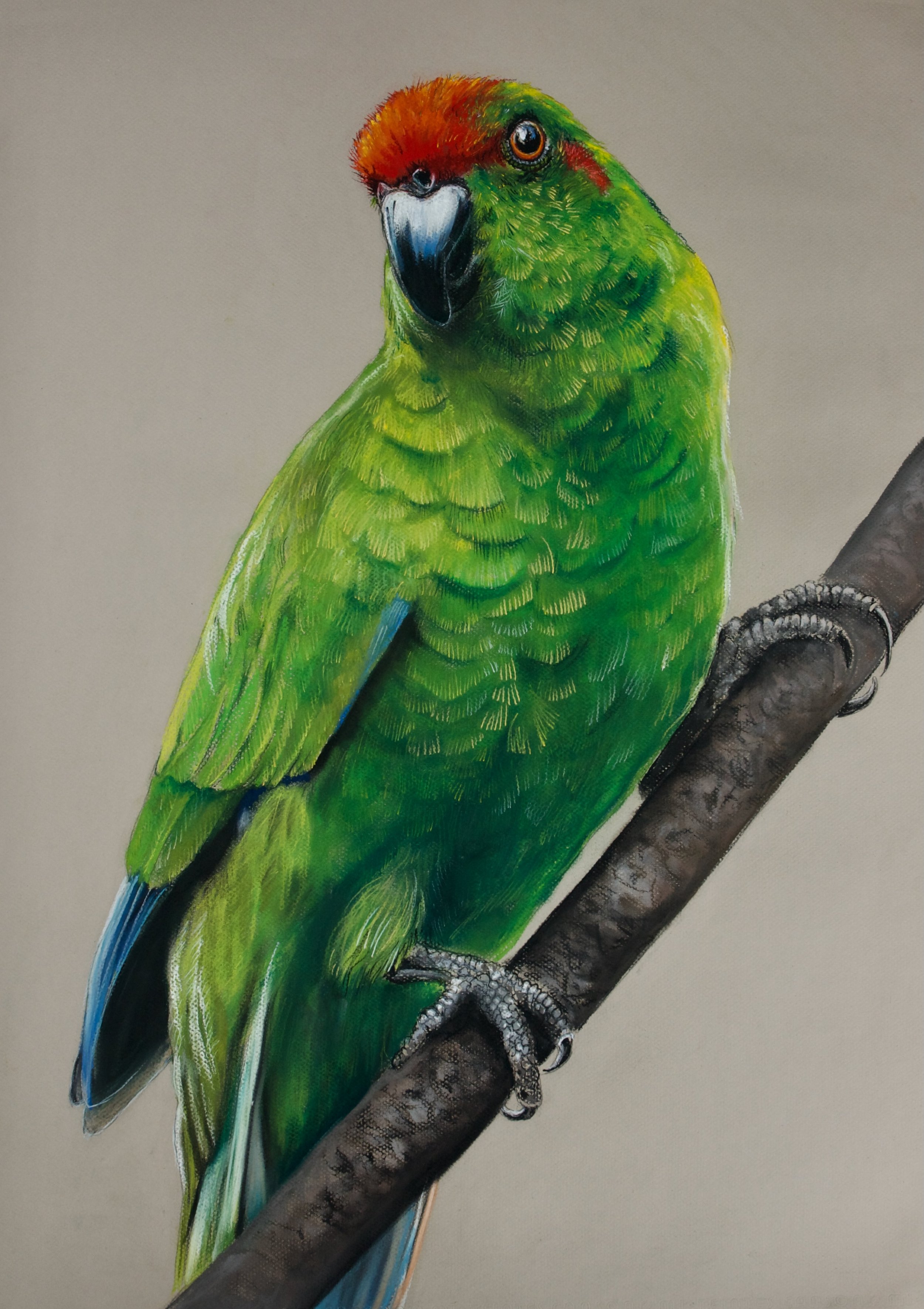 Norfolk Parakeet, Cyanoramphus cookii