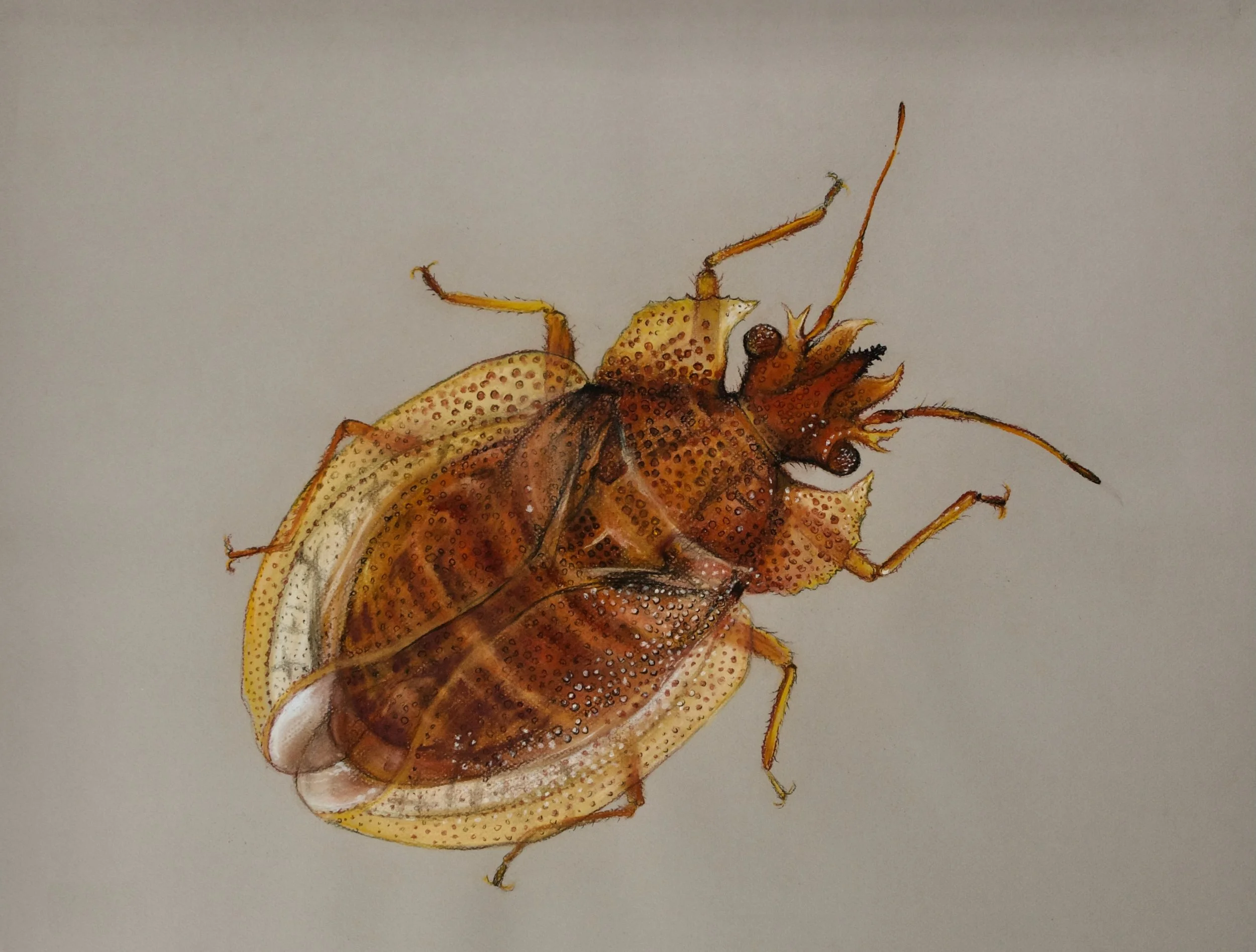 Norfolk Island Palm Bug, Latebracoris norfolcensis