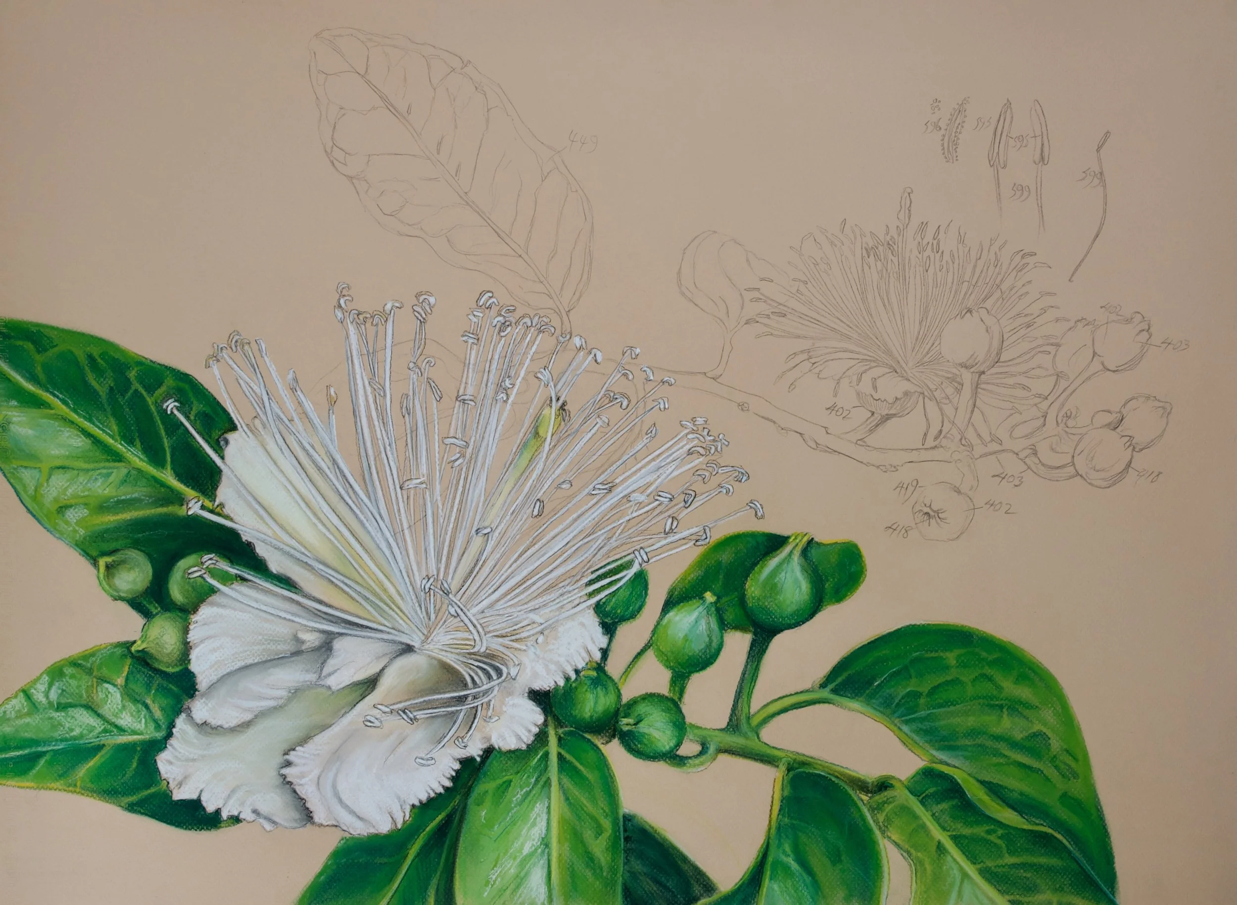 Devil's Guts, Capparis nobilis