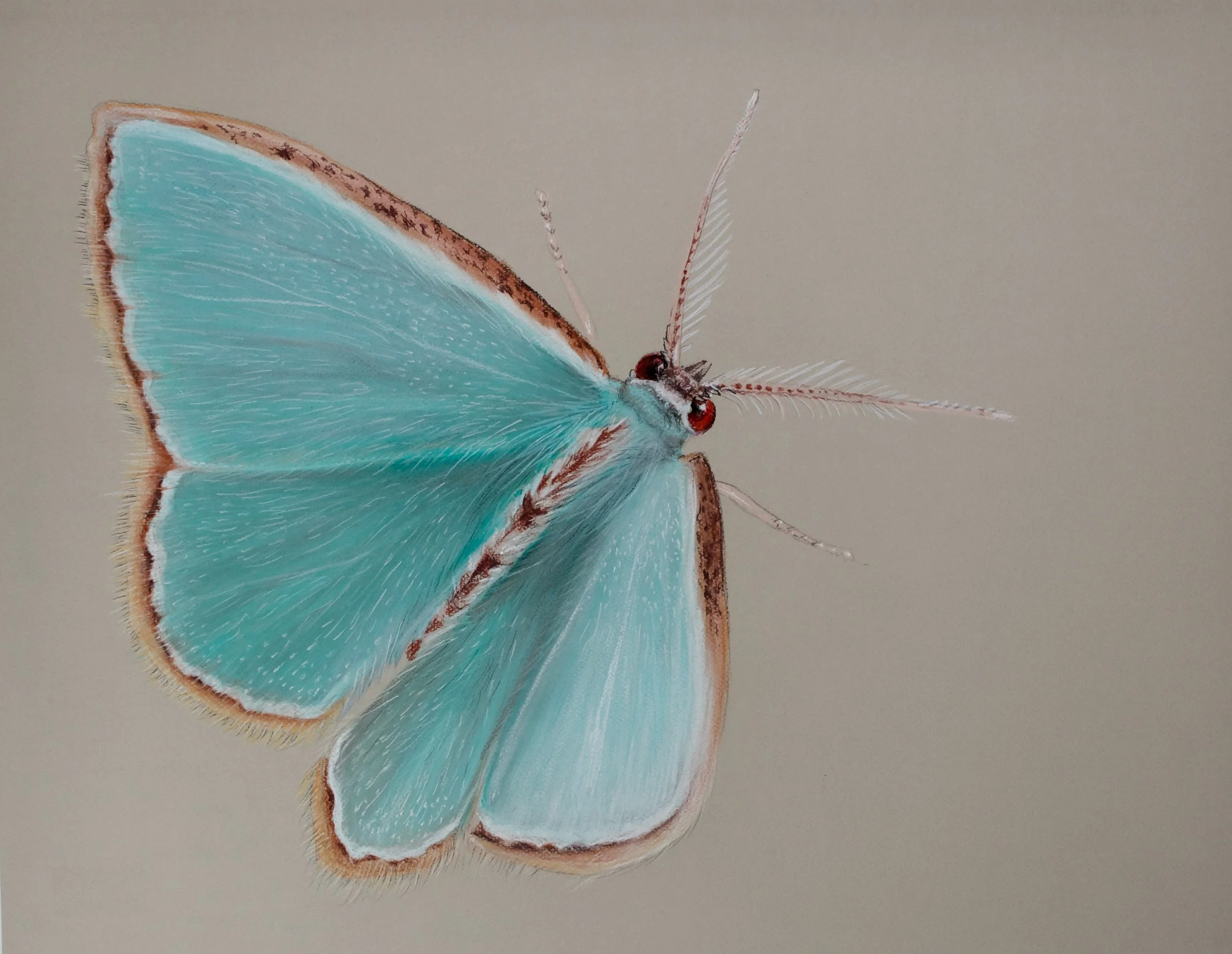 Emerald Moth, Coridromius norfolkensis