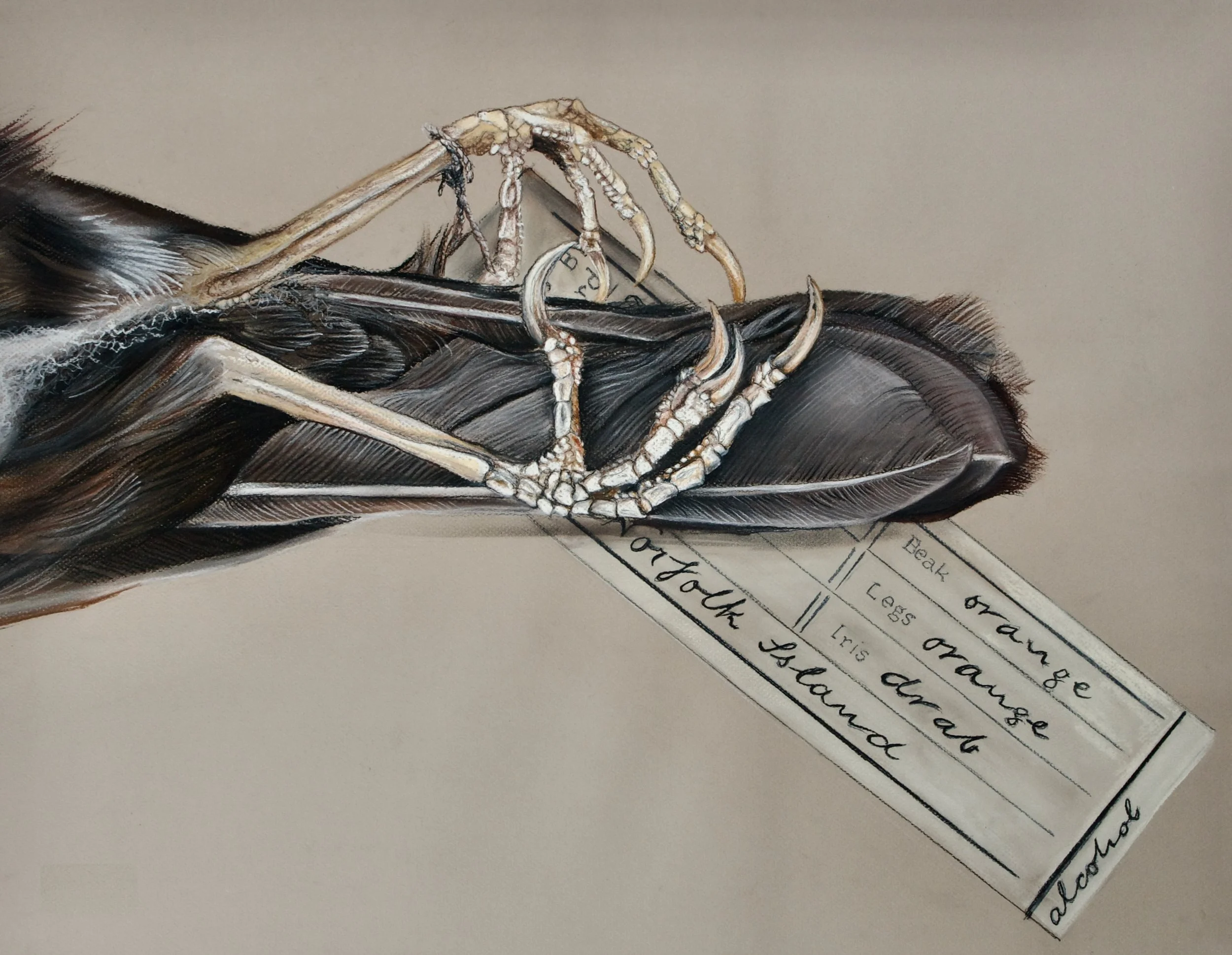 Grey-Headed Guava Bird, Turdus poliocephalus poliocephalus (extinct)