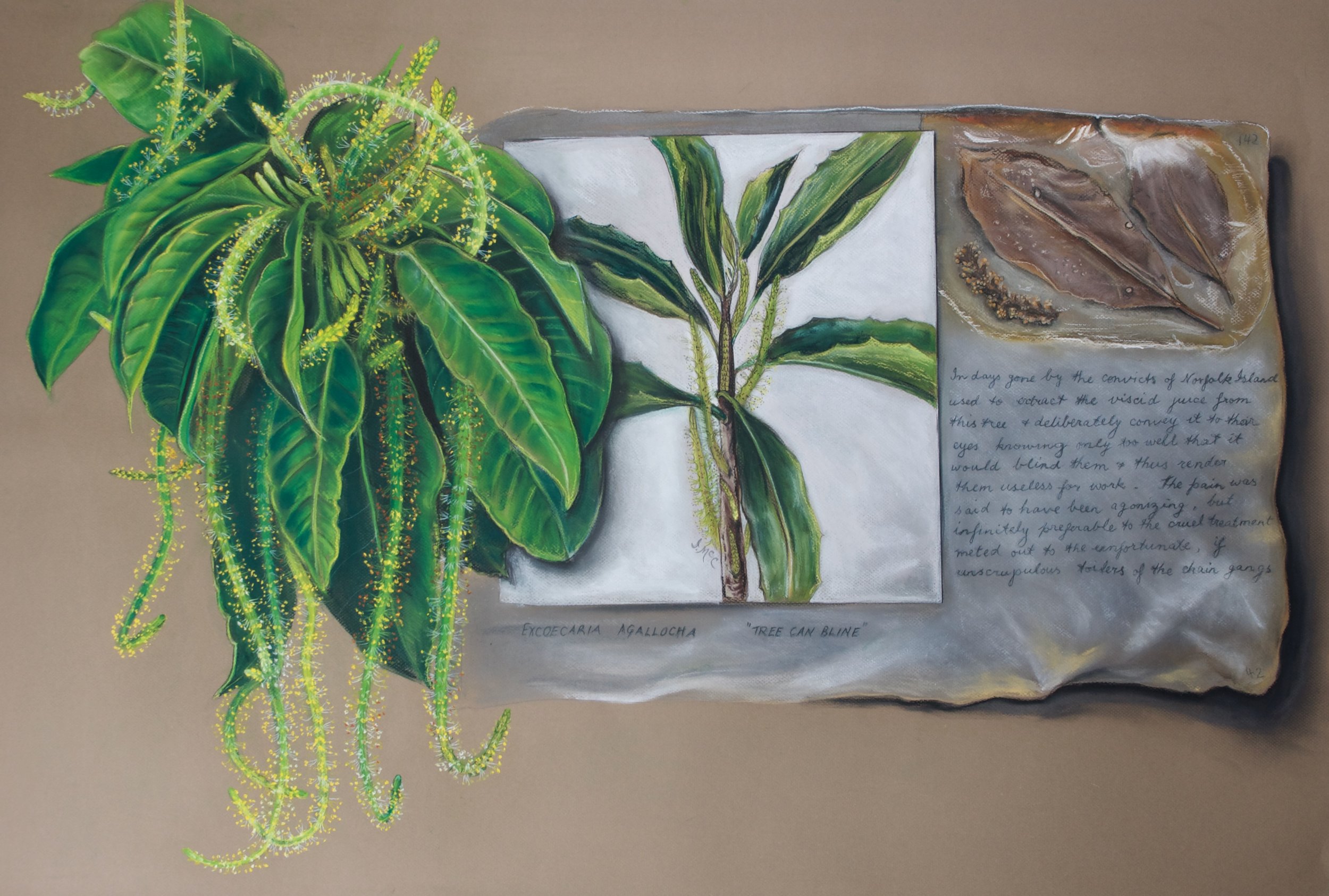 Melky weed, Exoecaria agollocha and Ida McComish's drawing of it
