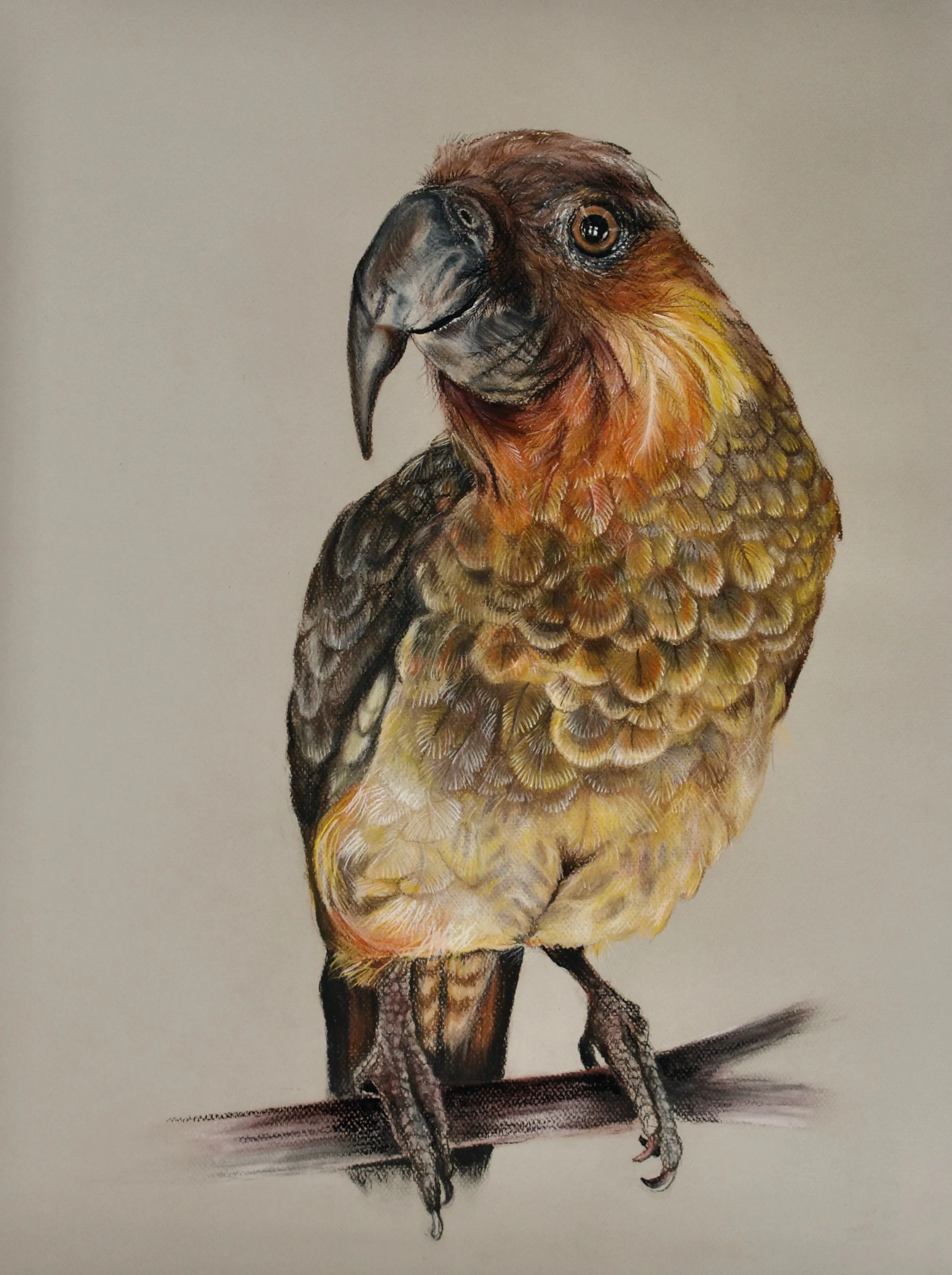 Norfolk Island Kaka, Nestor productus (extinct)