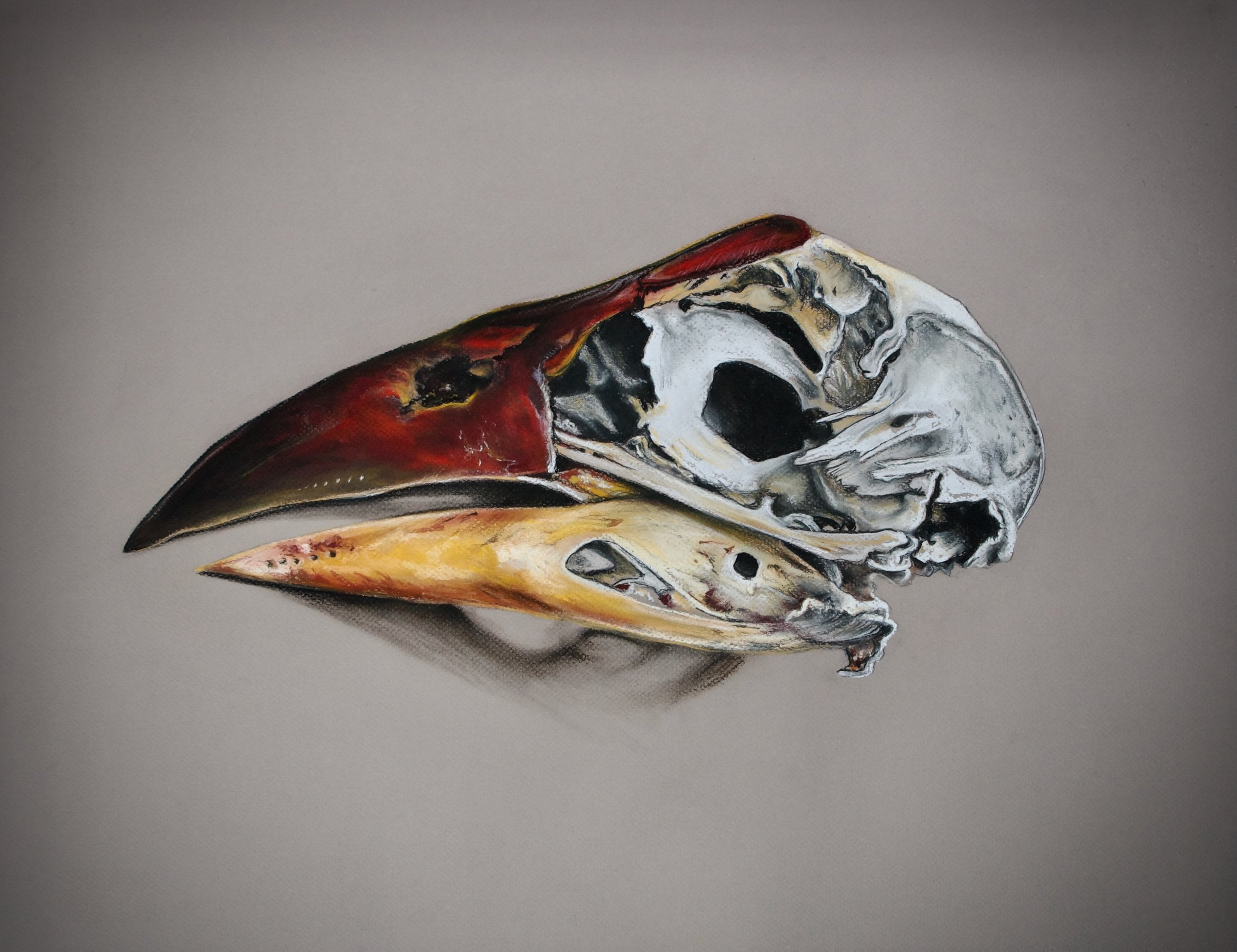 skull of a Purple Swamp Hen 