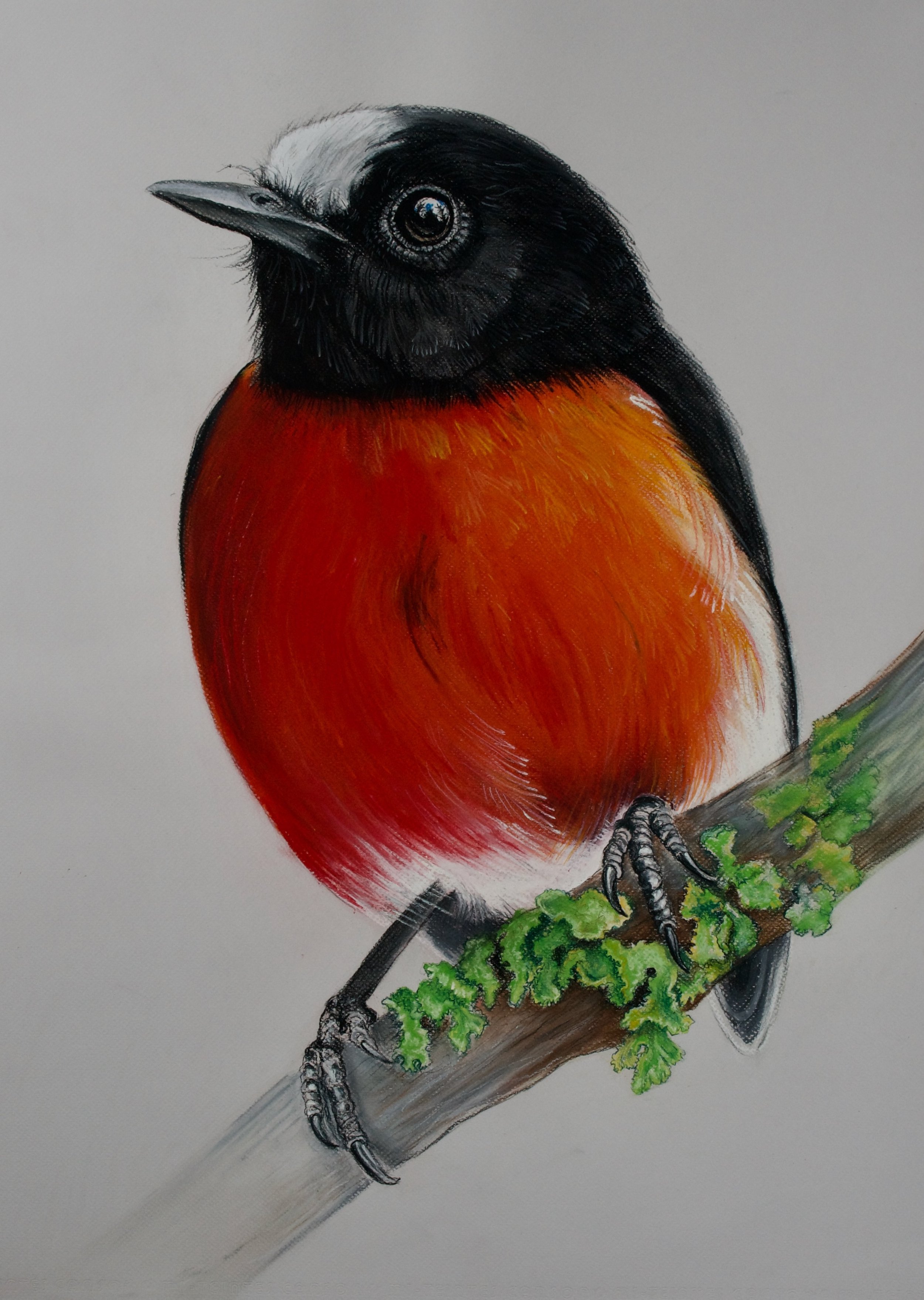 Norfolk Robin, Petroica multicolor