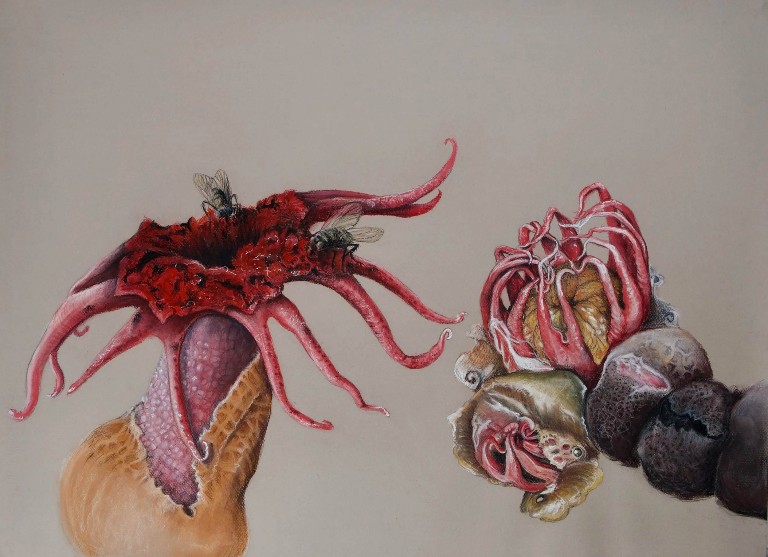 Anemone Stinkhoen, Aseroe rubra