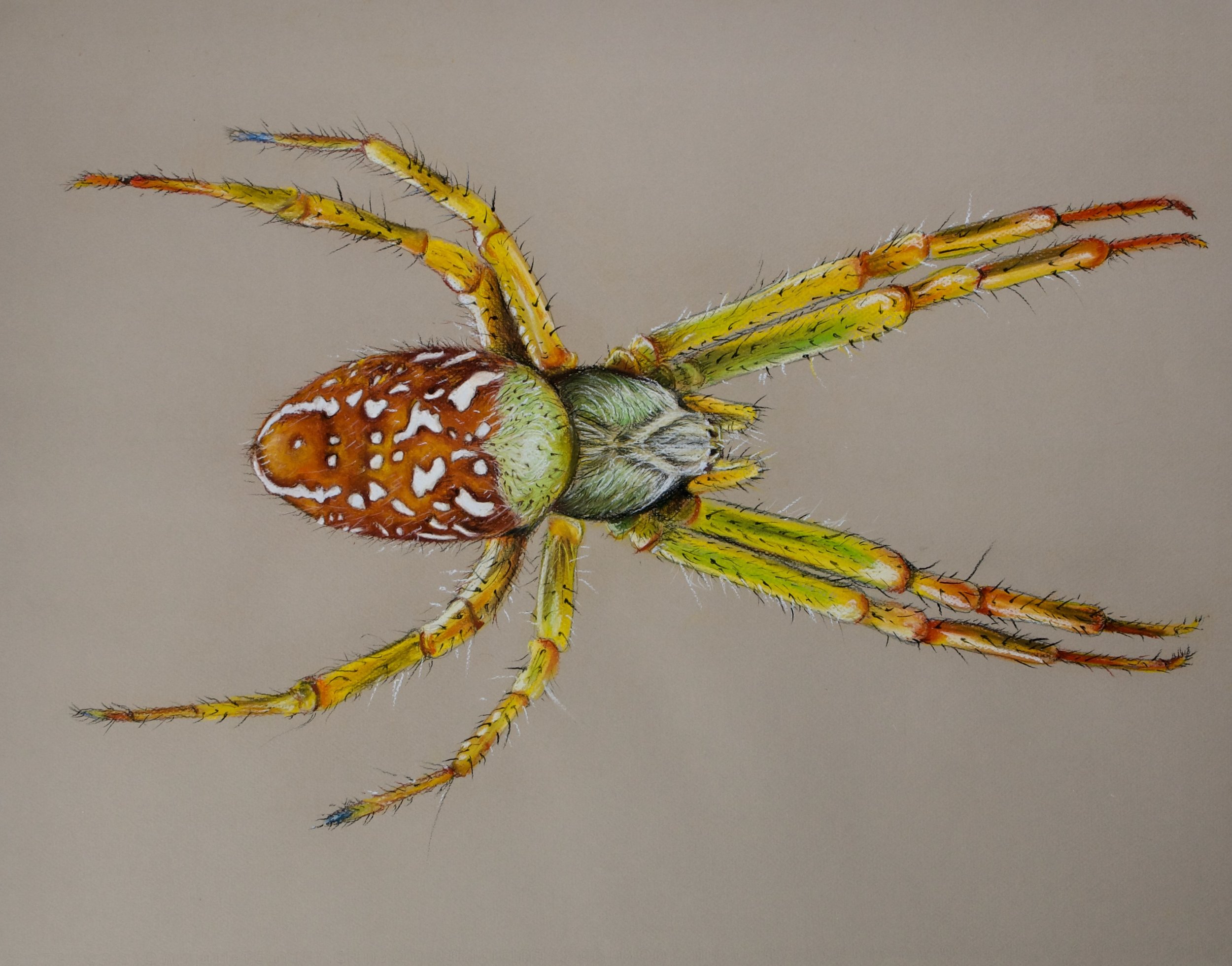 Dome Web Spider, Cyrtophora moluccensis