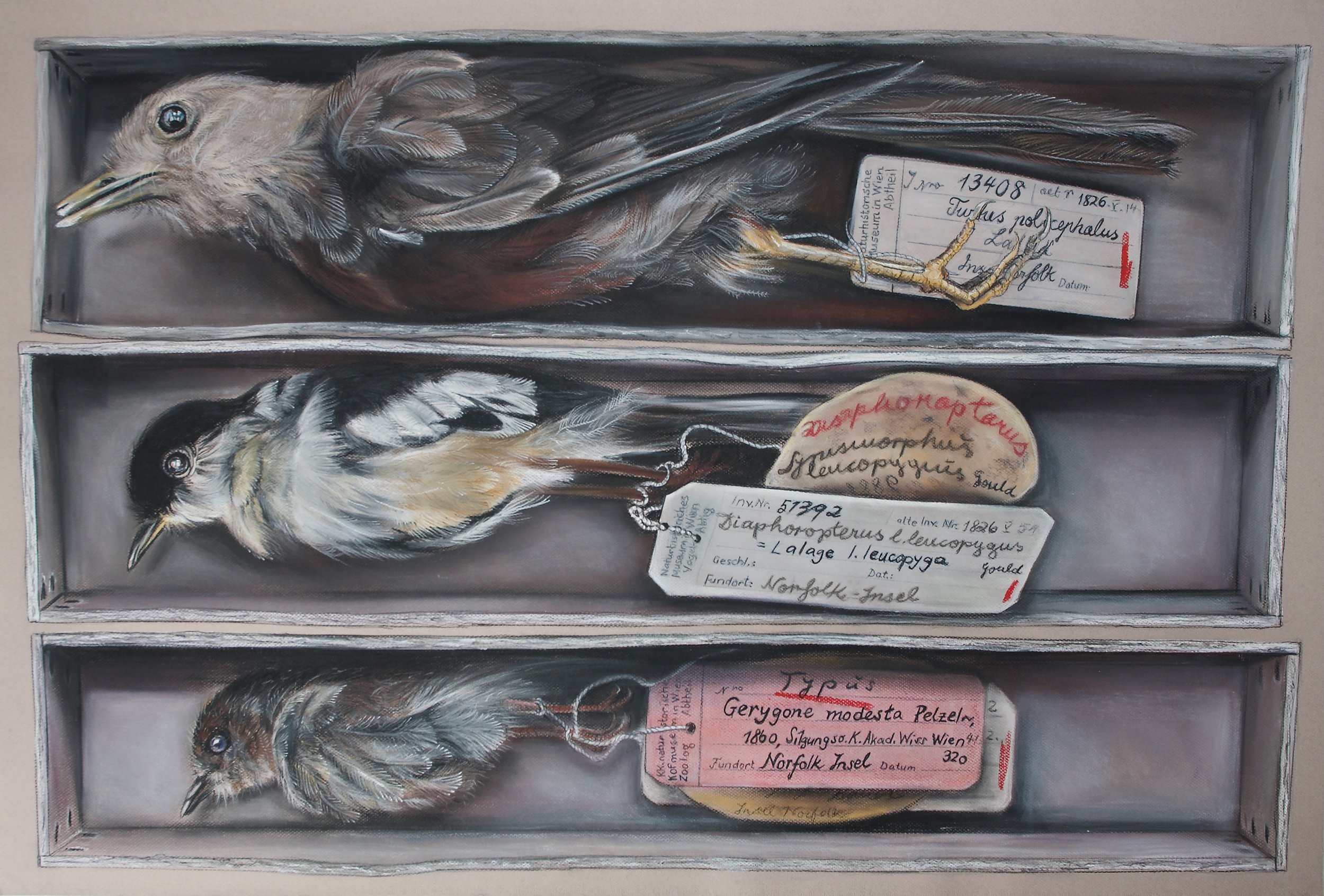 Type Specimens collected by Ferdinand Bauer