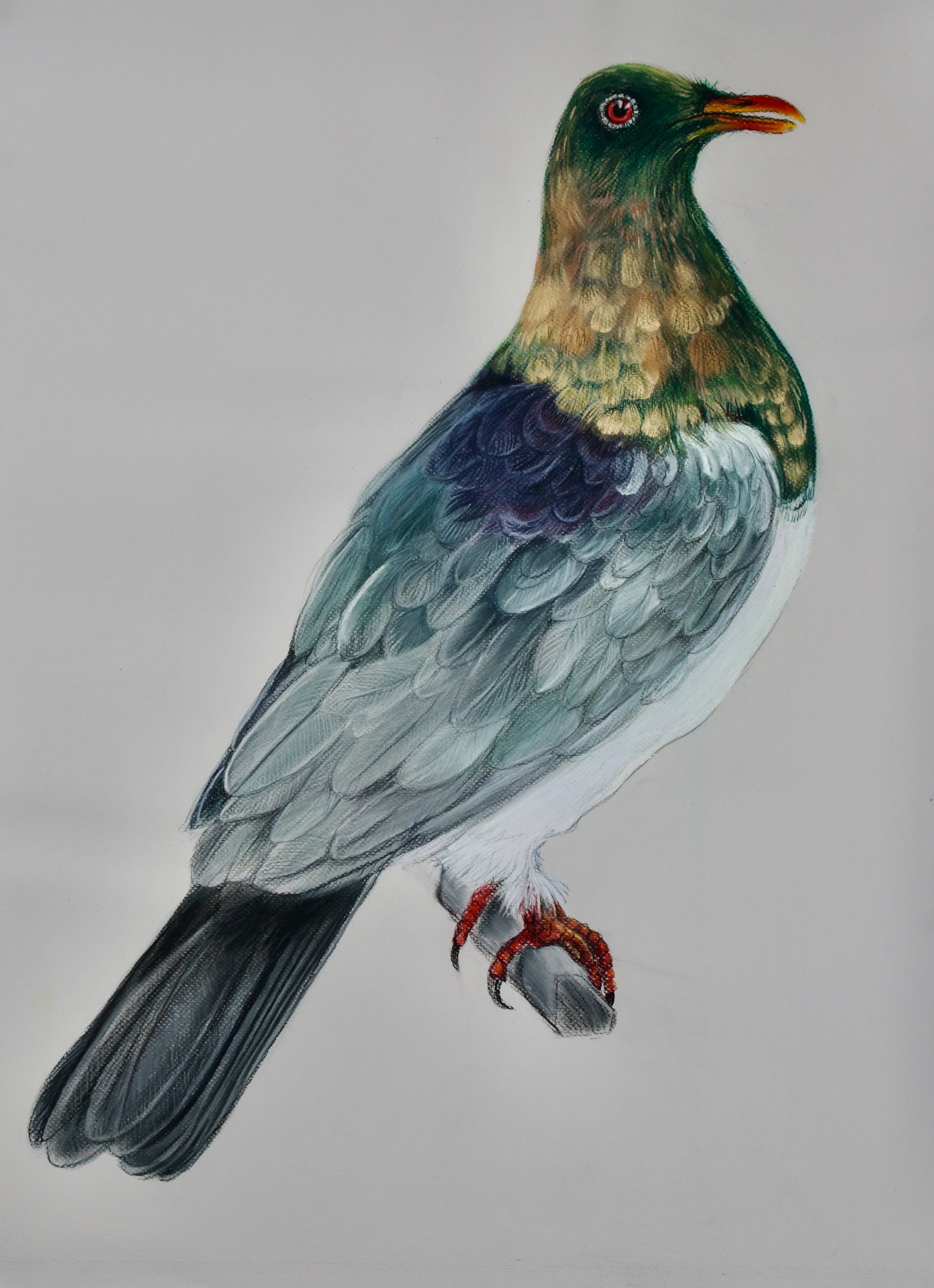 Norfolk Island Pigeon, Hemiphaga novaeseelandiae spadicea