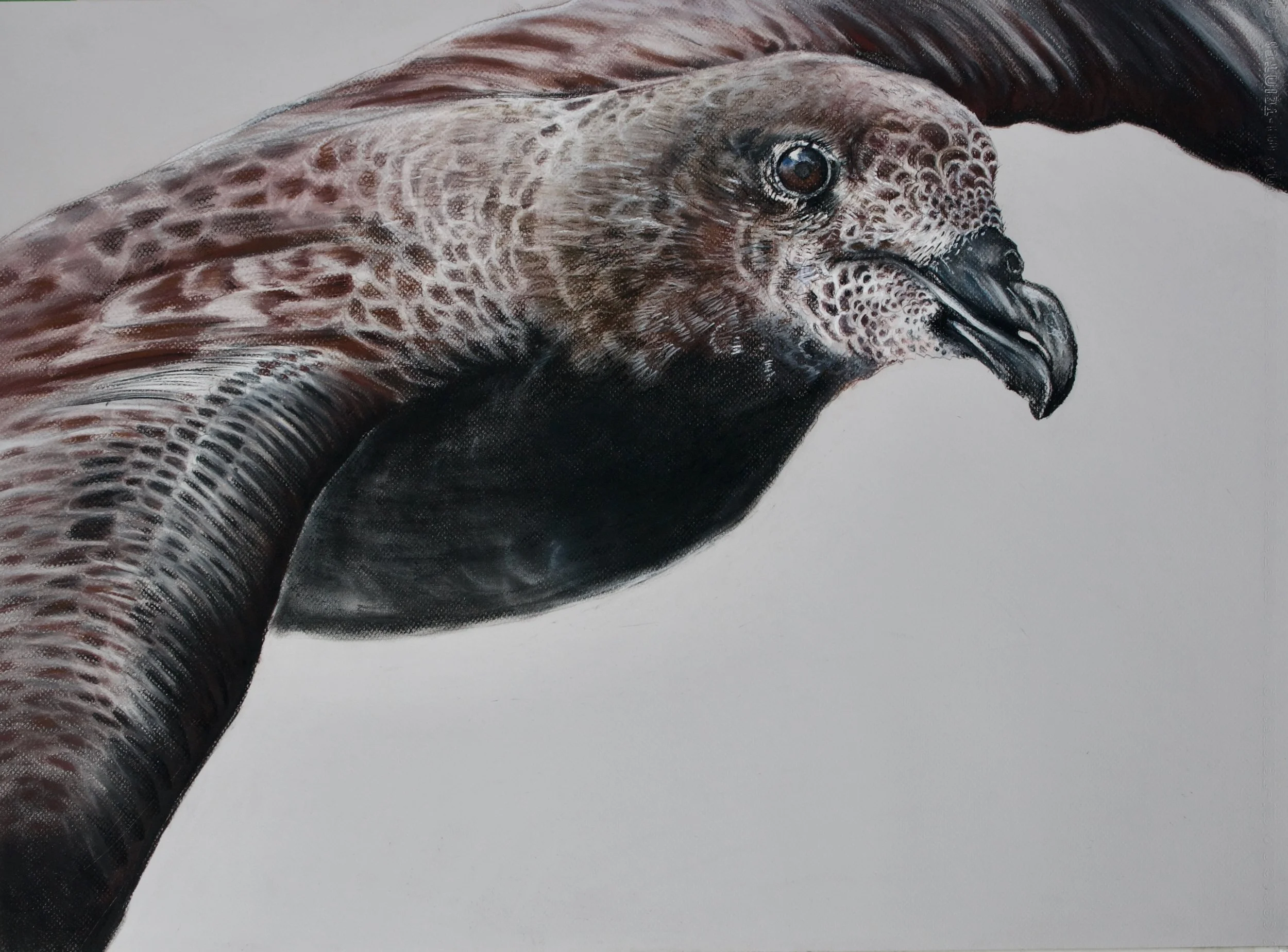 Providence Petrel, Pterdroma solandri