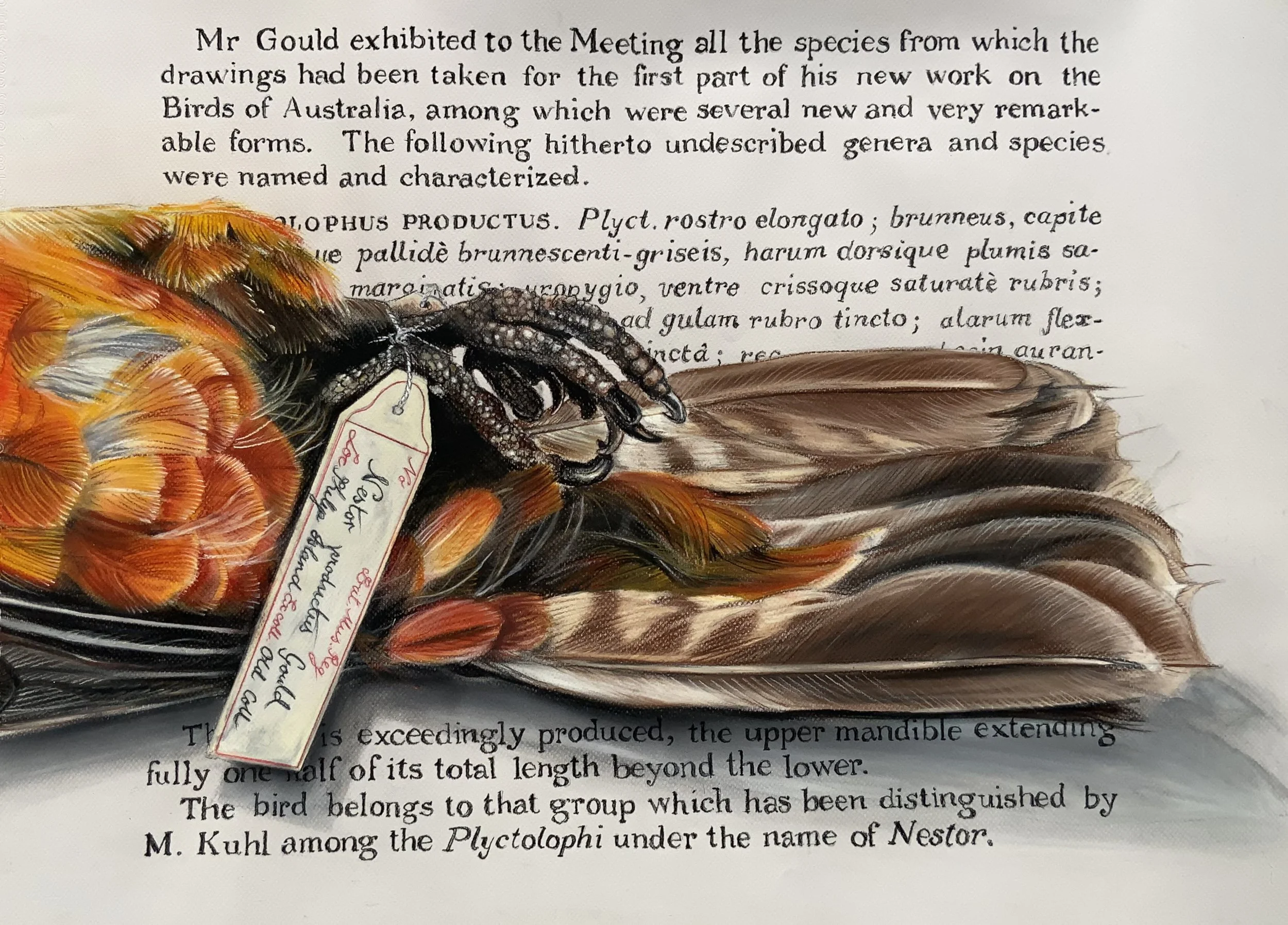 Nestor productus, the Norfolk Island Kaka. In the background Gould's description of the parrot as it appeared in the 1836 Volume of the Proceedings of the Zoological Society 