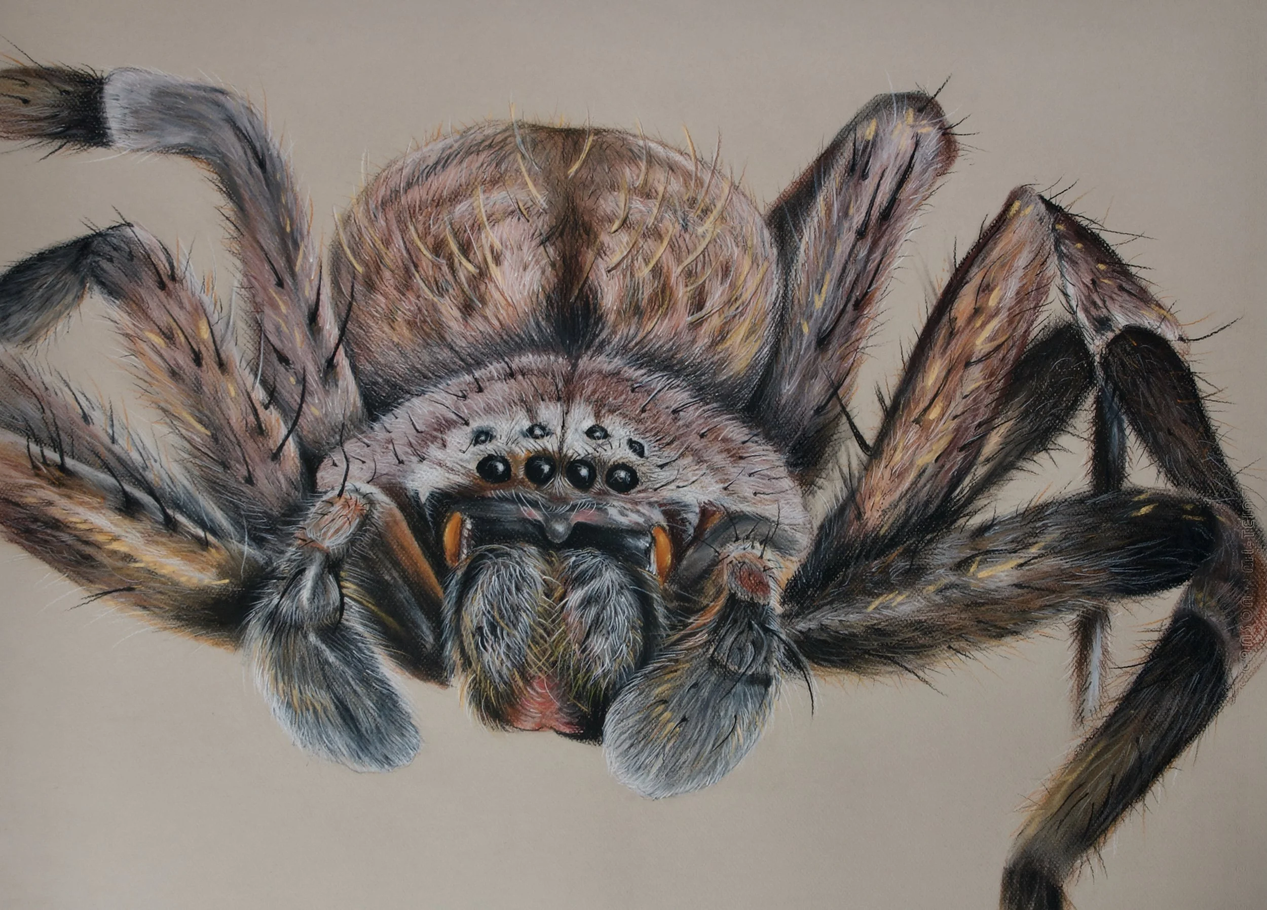 Bronze Huntsman Spider, Isopedella flavida  