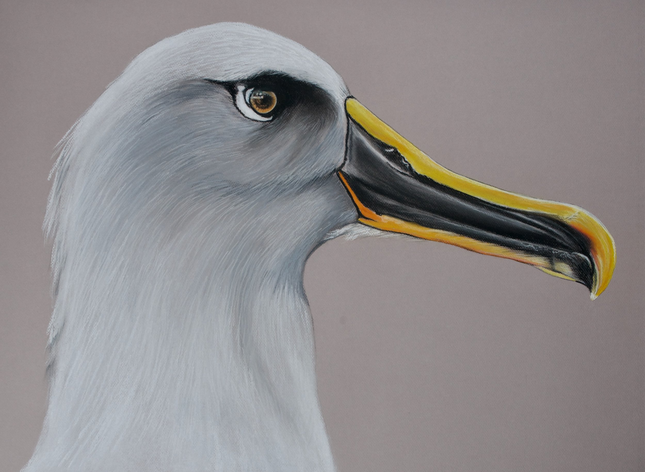 Buller's Albatross, Thalassarche bulleri