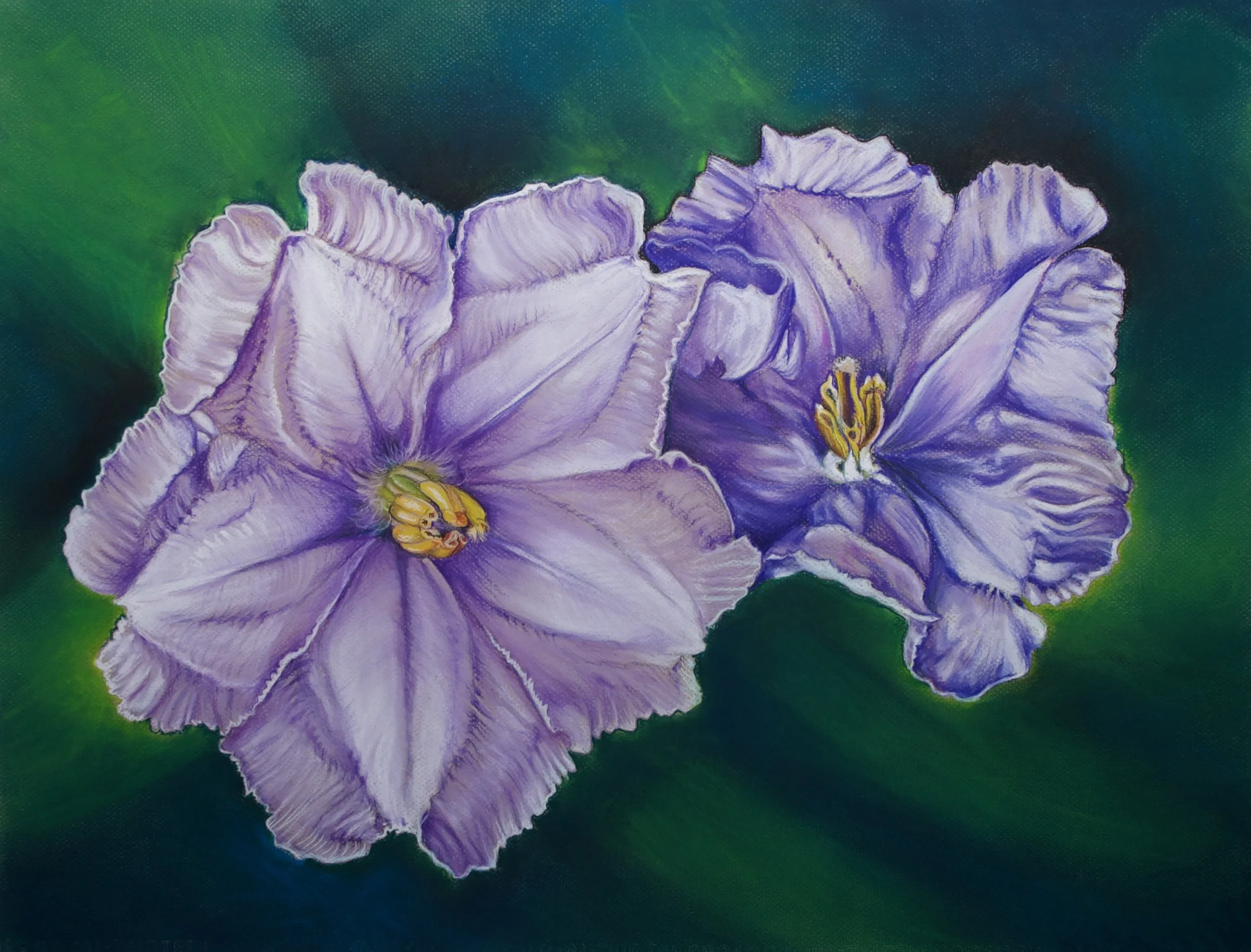 Kangaroo Apple, Solanum laciniatum 