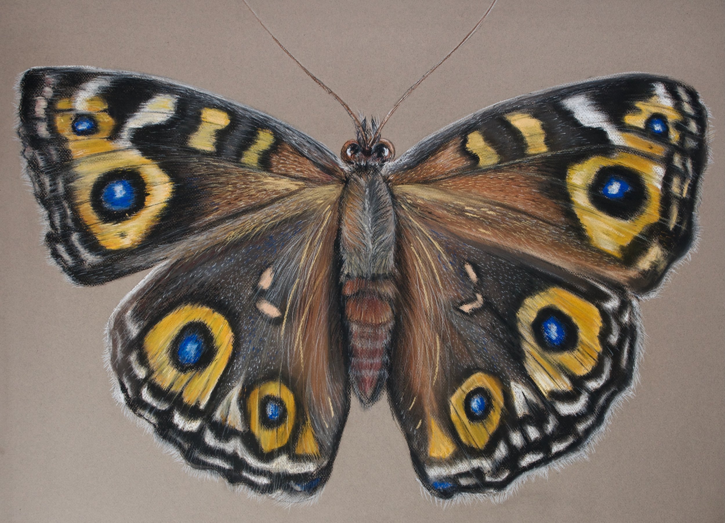 Meadow Argus, Junonia villida
