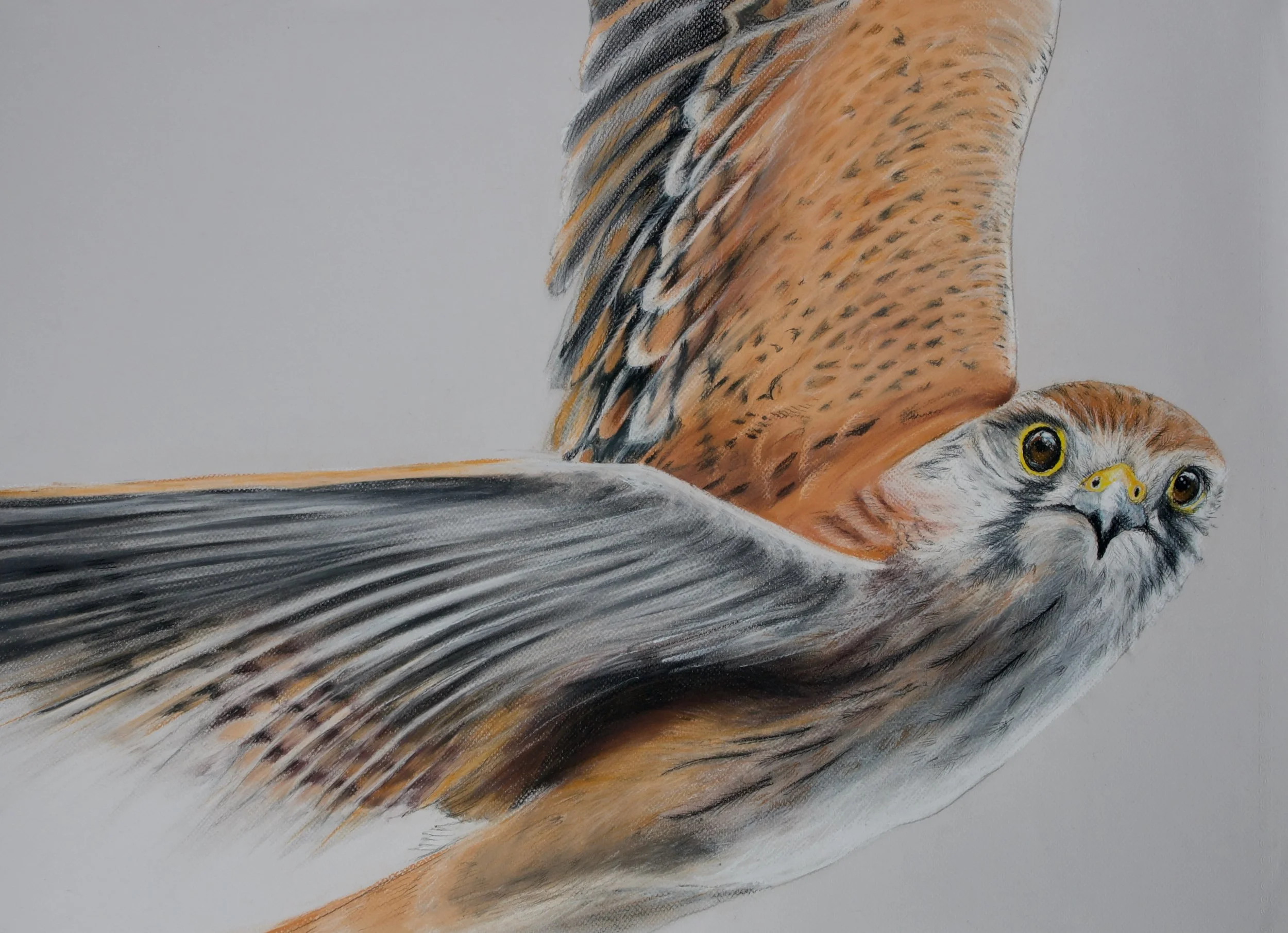 Australian Kestrel, Falco cenchroides