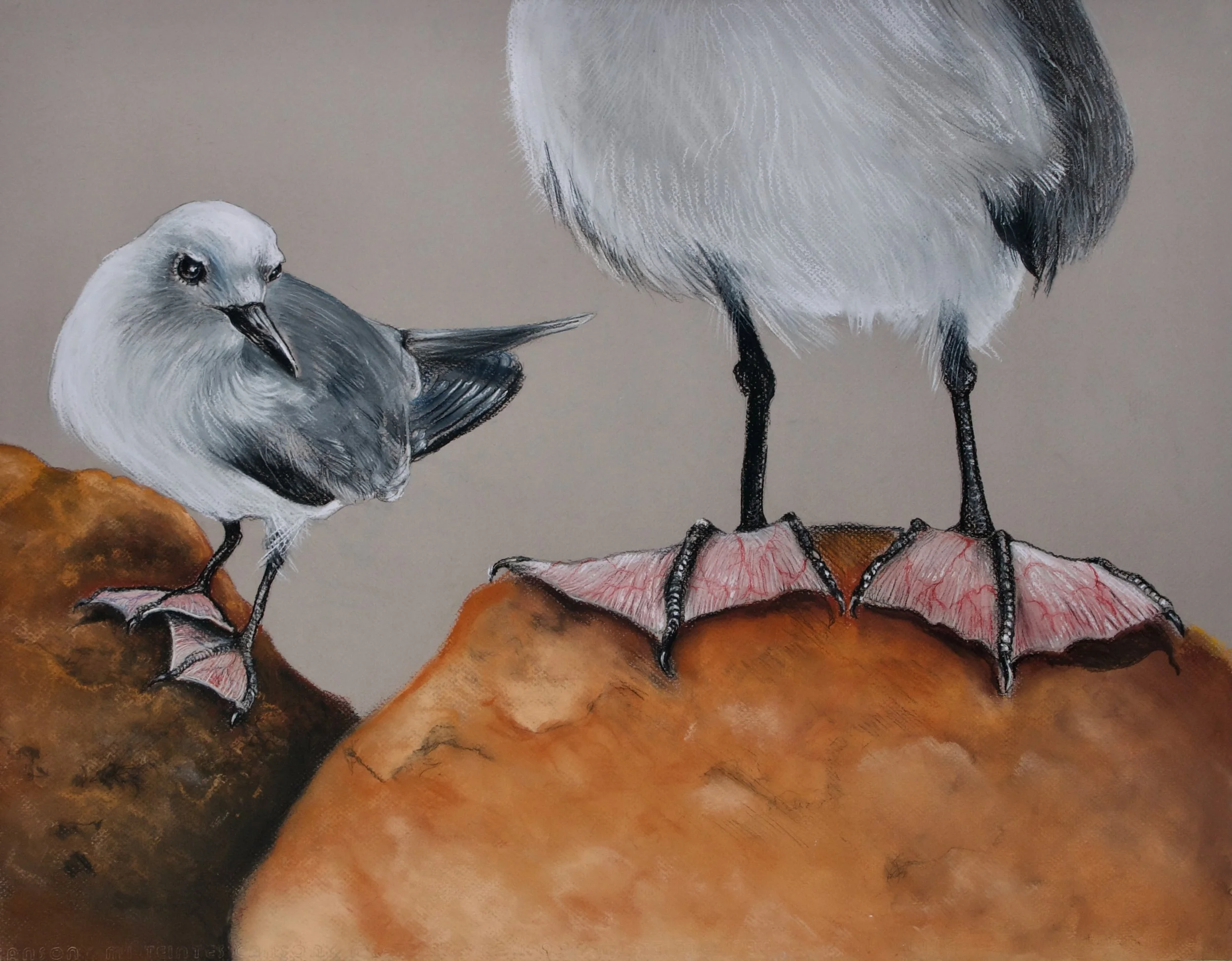 Grey Ternlet, Procelsterna albivittata