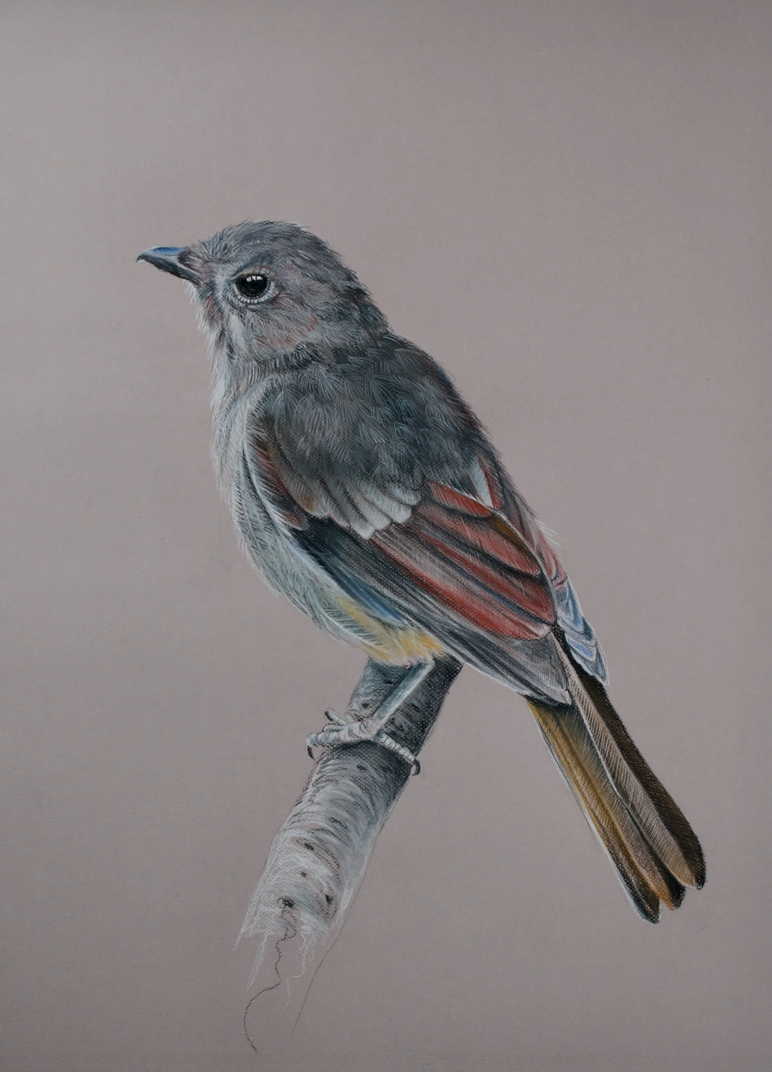 Golden Whistler, Pachycephala pectoralis xanthoprocta