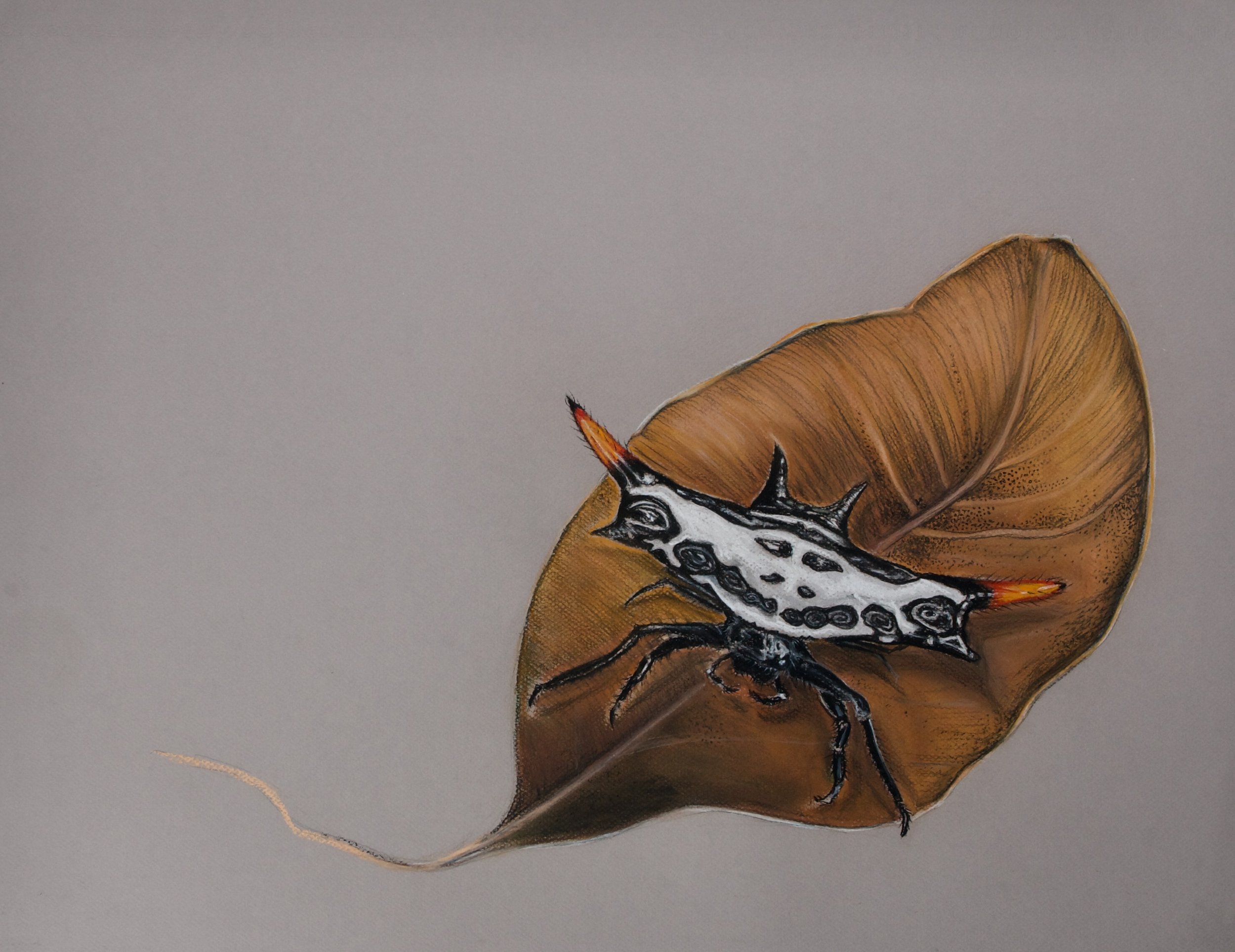 Horn Spider, Gasteracantha westrinia