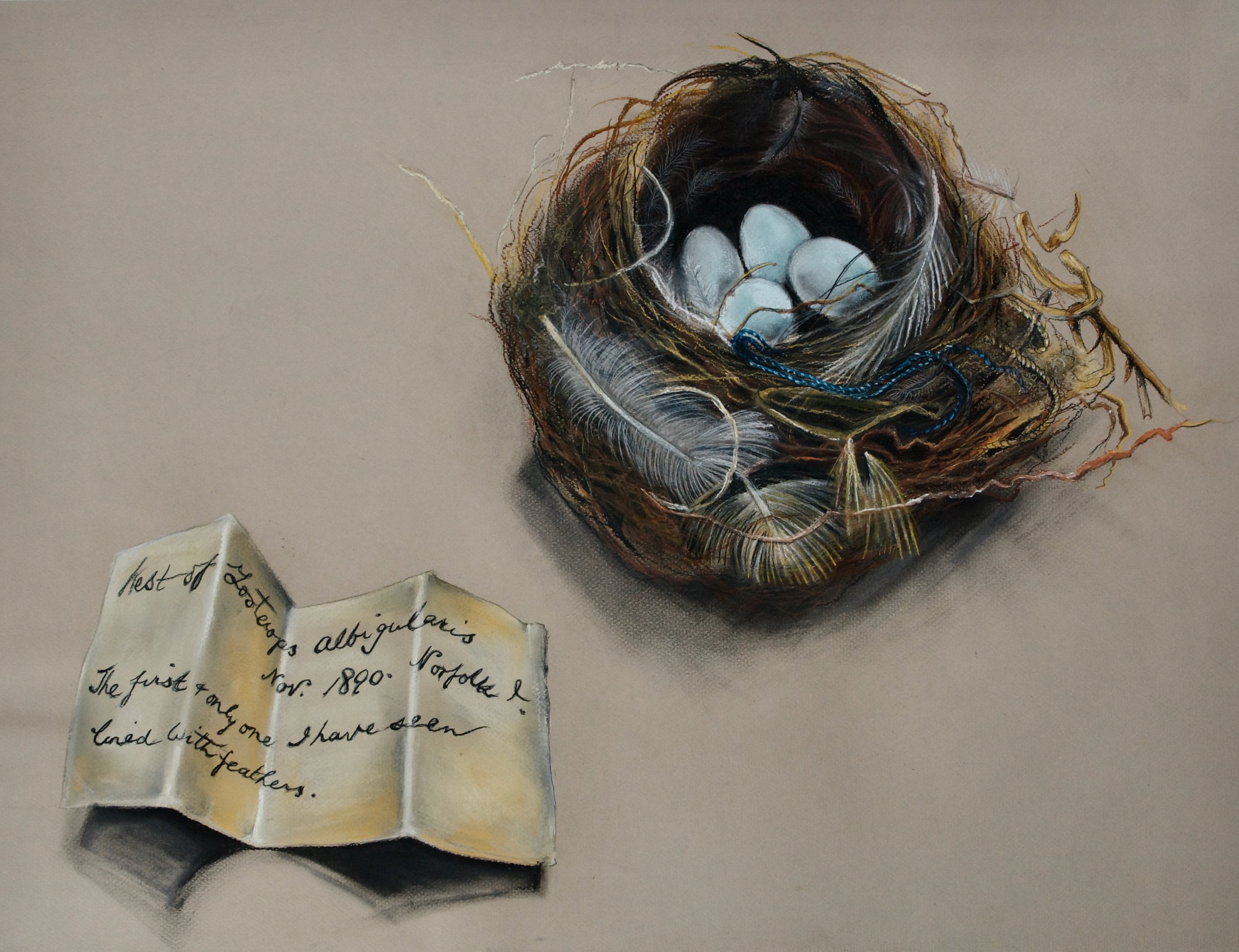 Collector's note and nest of the  White-chested White-eye, Zosterops albogularis (extinct)
