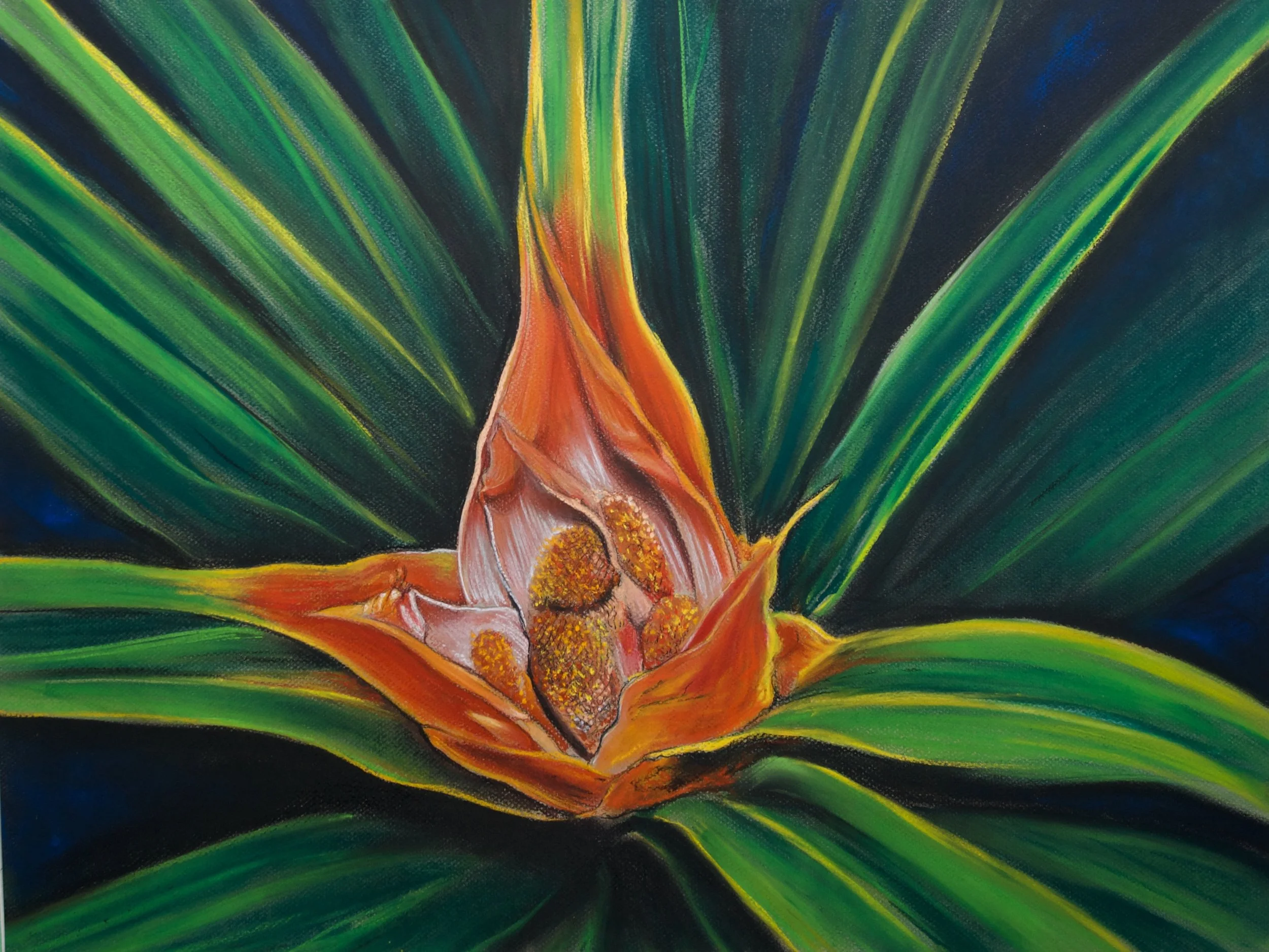 Mountain Rush, Freycinetia baueriana