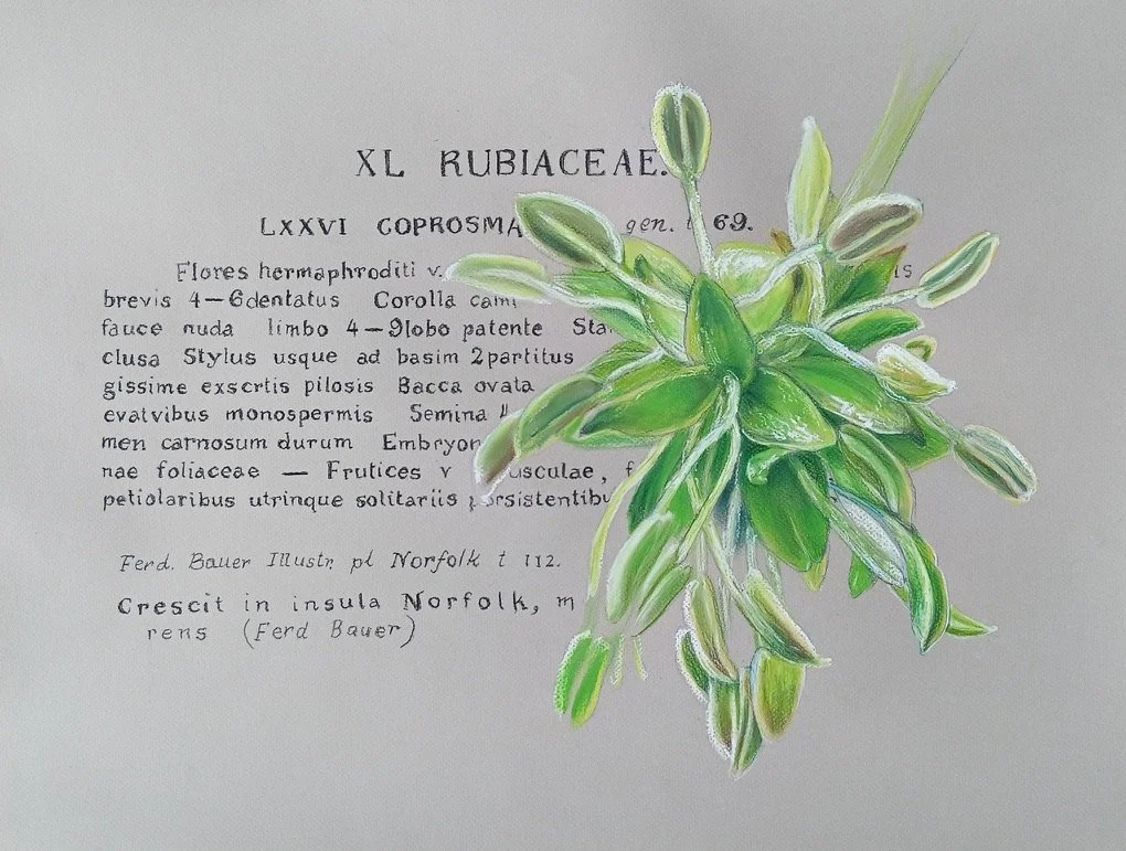 Coprosma baueri, an endemic, with Endlicher's scientific description based on the type specimen Ferdinand Bauer collected in 1804/05