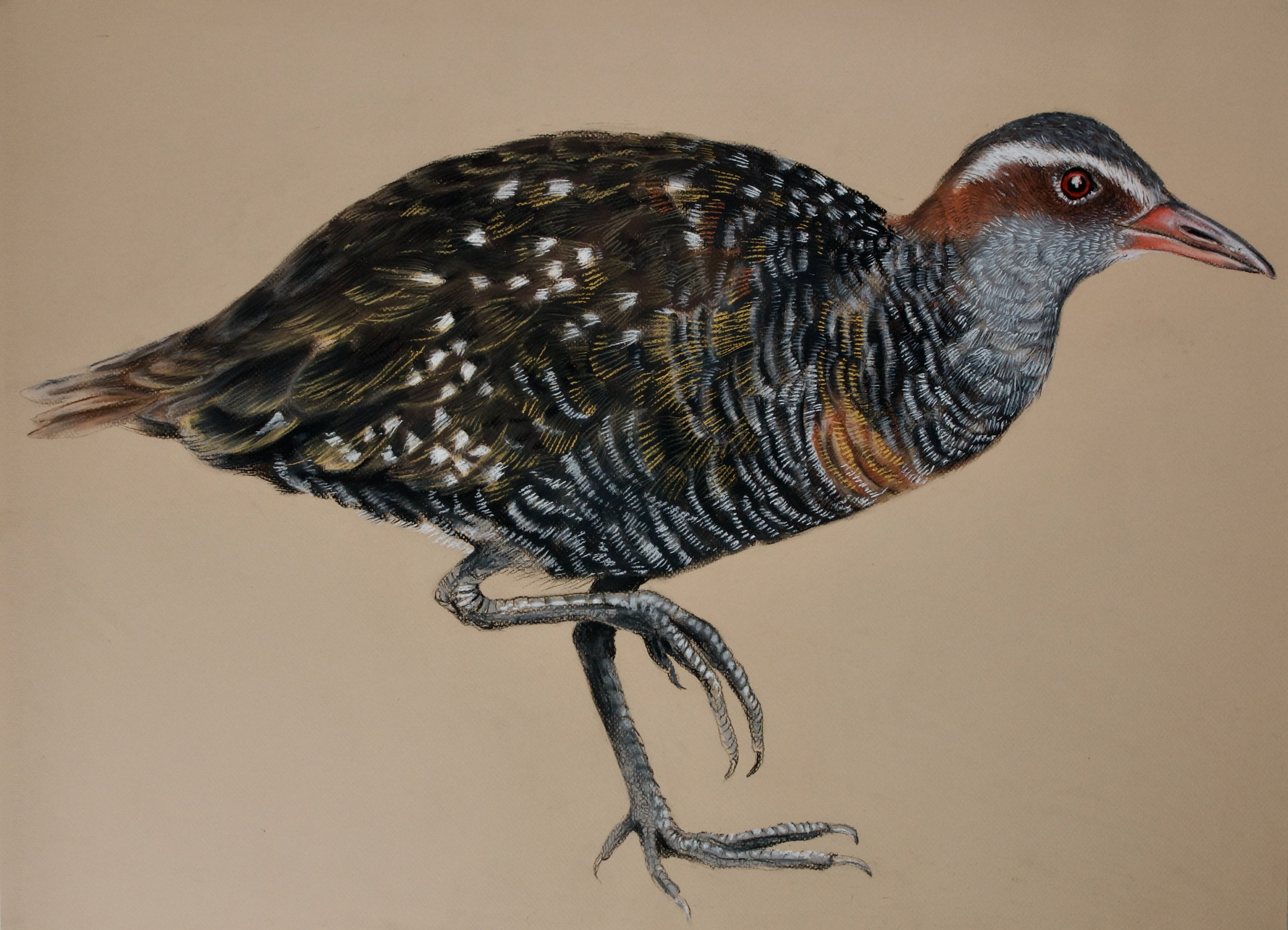 Buff-banded Rail, Rallus phillipensis
