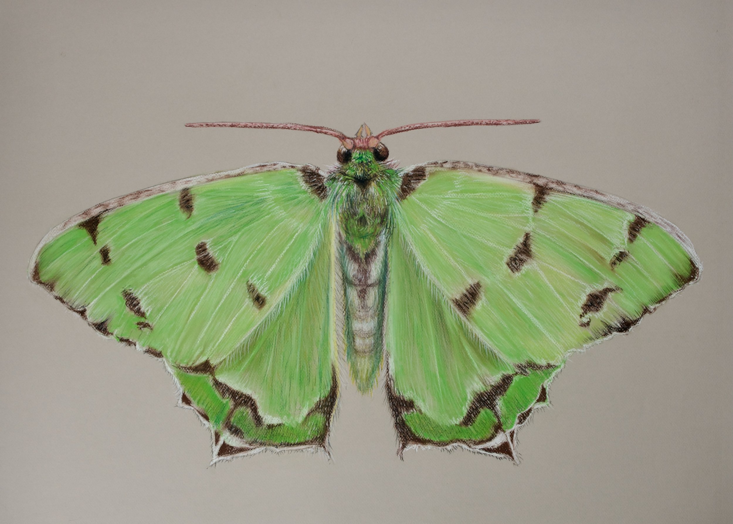 Endemic moth, Agathia jowettorum. 