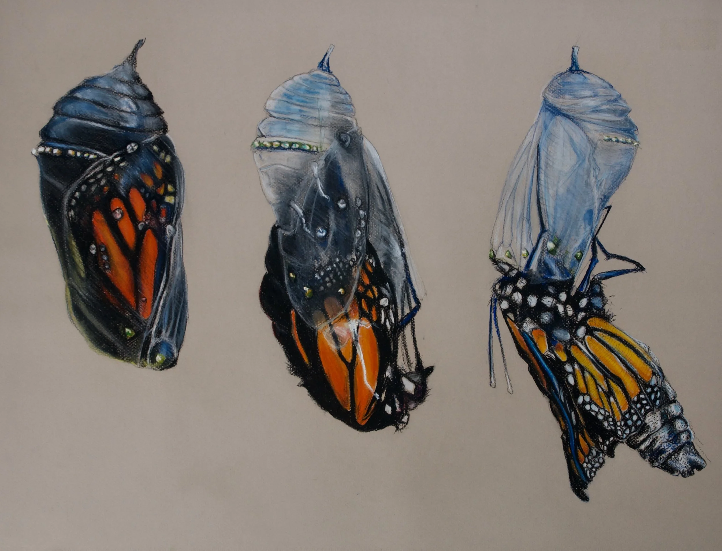 Monarch Butterfly, Danaus plexippus 