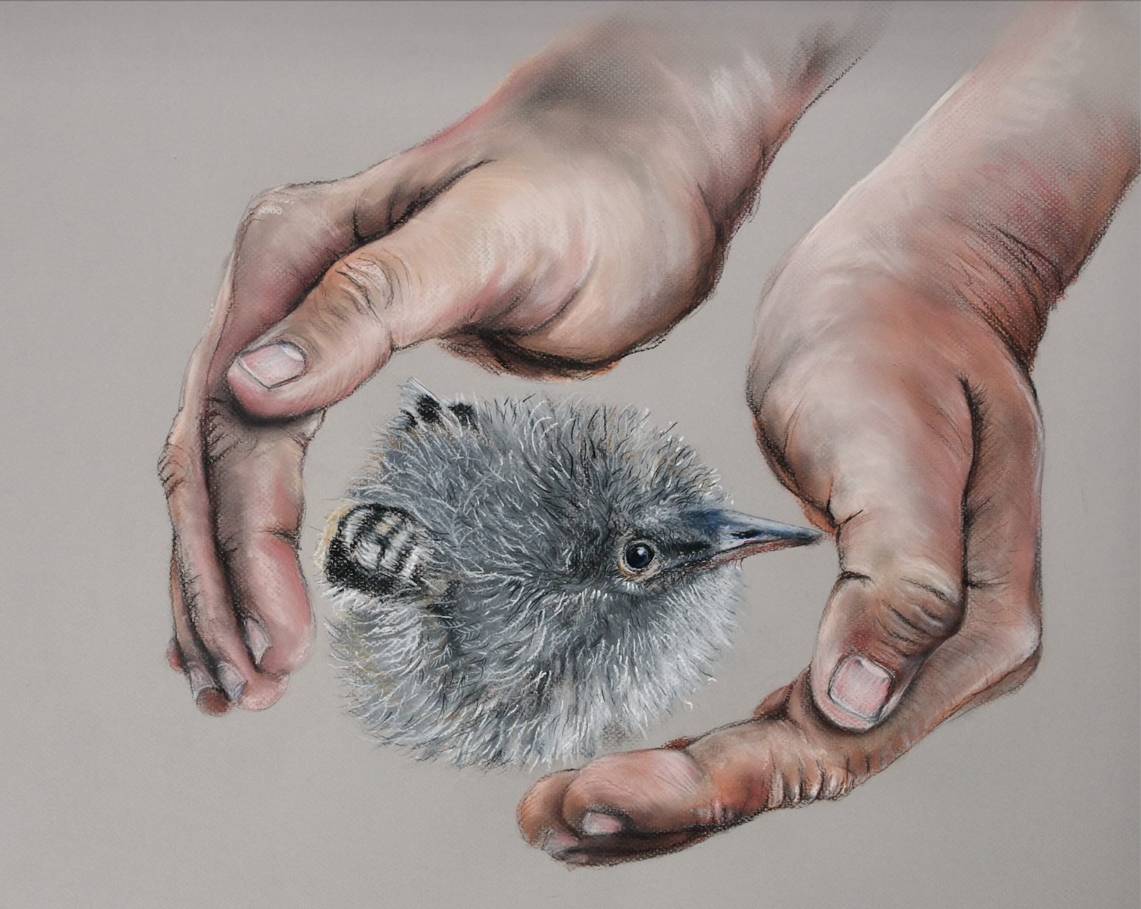 Two hands gently holding a fluffy sooty tern chick with grey and black feathers and a long, thin beak.
