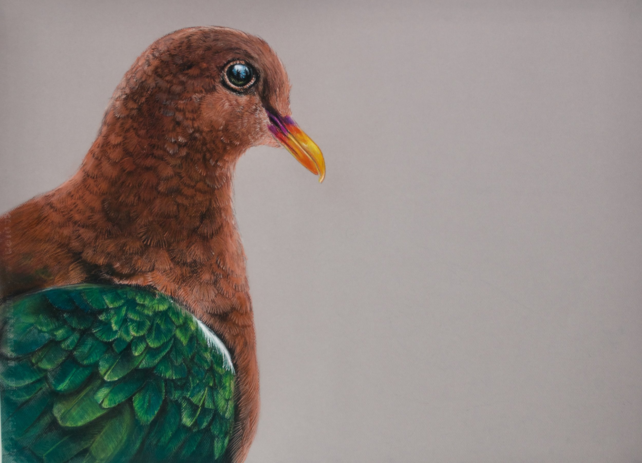 Emerald Dove, Chalcophaps indica