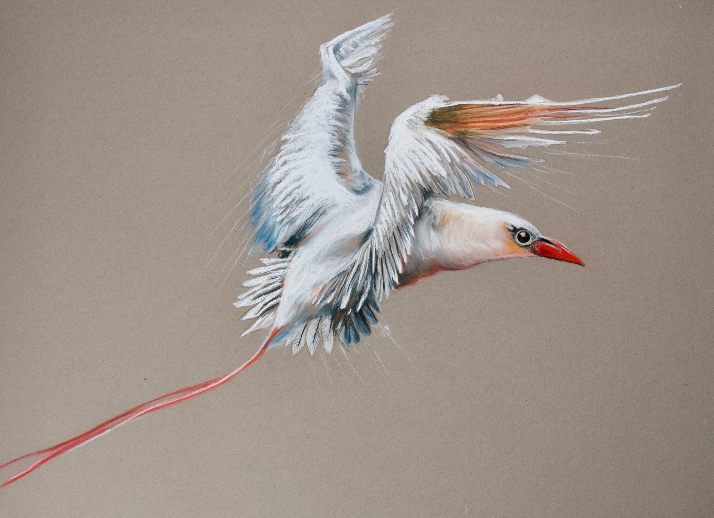 Red-tailed Tropic Bird, Phaethon rubricauda roseotincta