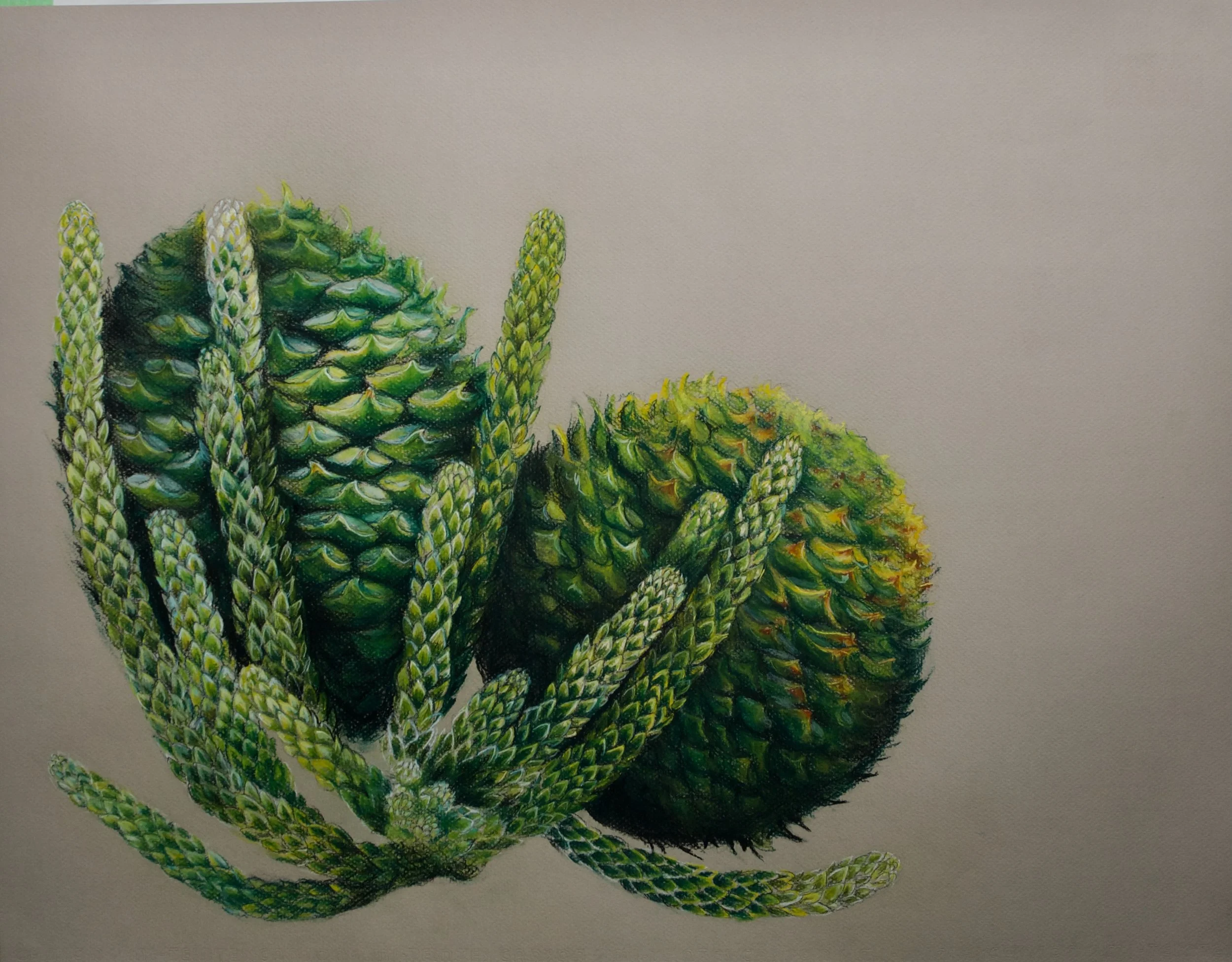 Norfolk Pine, Arucaria Hetrophylla