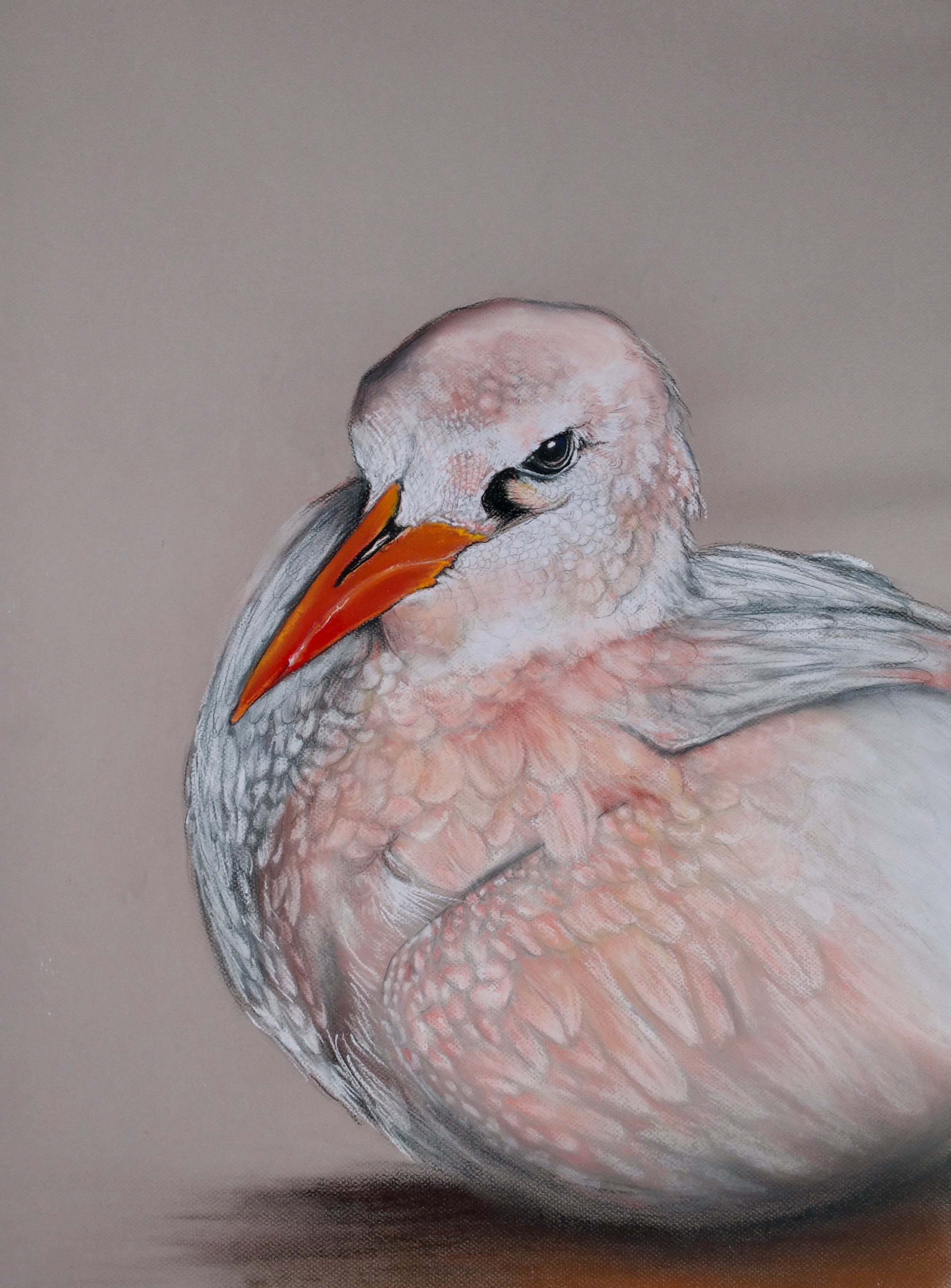 Red-tailed Tropic Bird, Phaethon rubricauda roseotinca