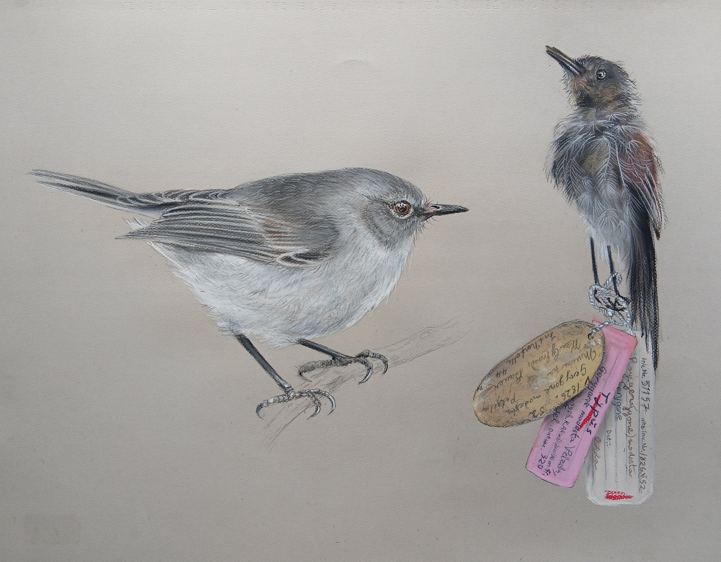 Gerygone igata modesta, Norfolk Island Grey Warbler, with the type specimen of the species, collected by Ferdinand Bauer in 1804/05