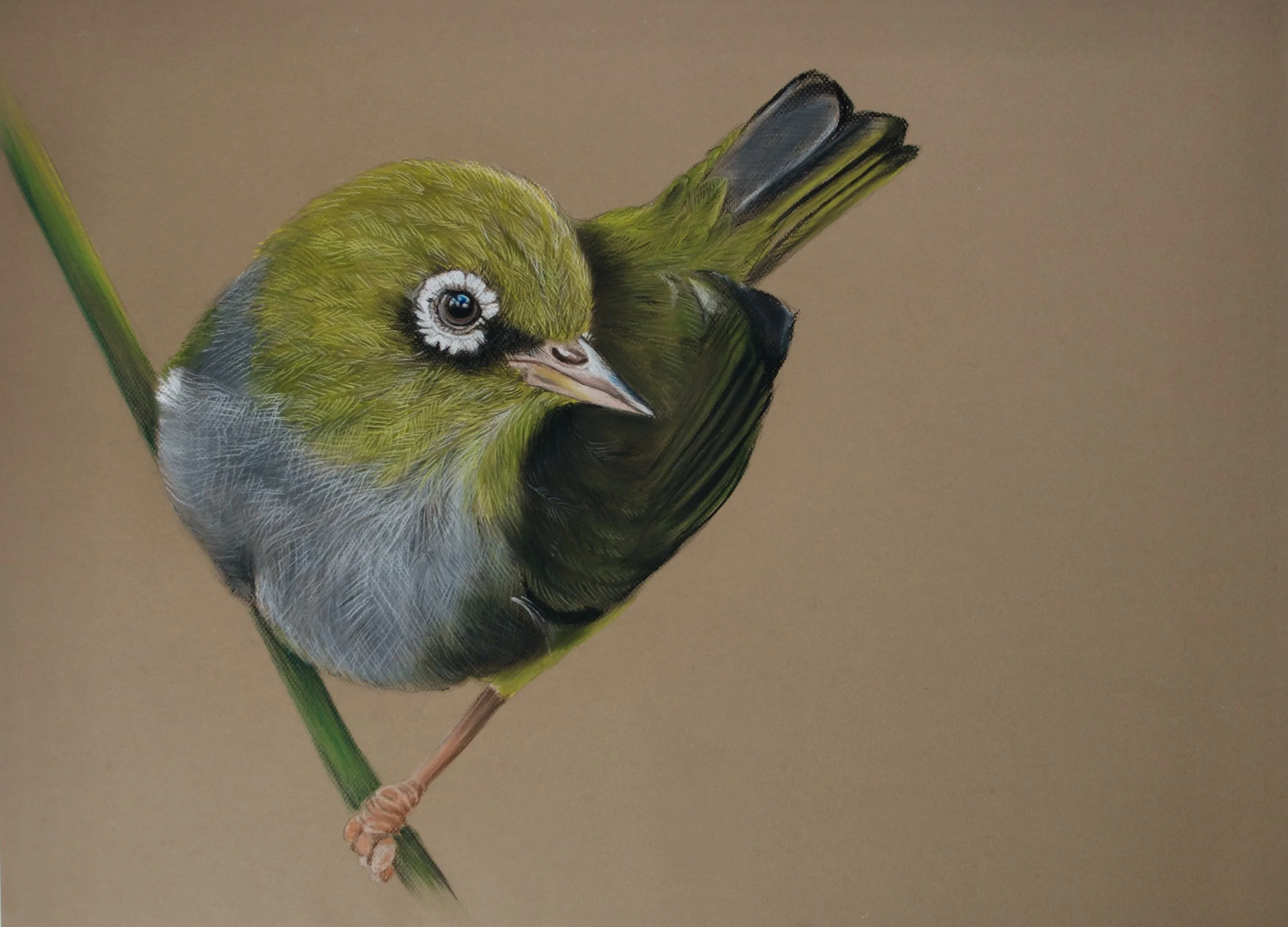 Silvereye, Zosterops lateralis