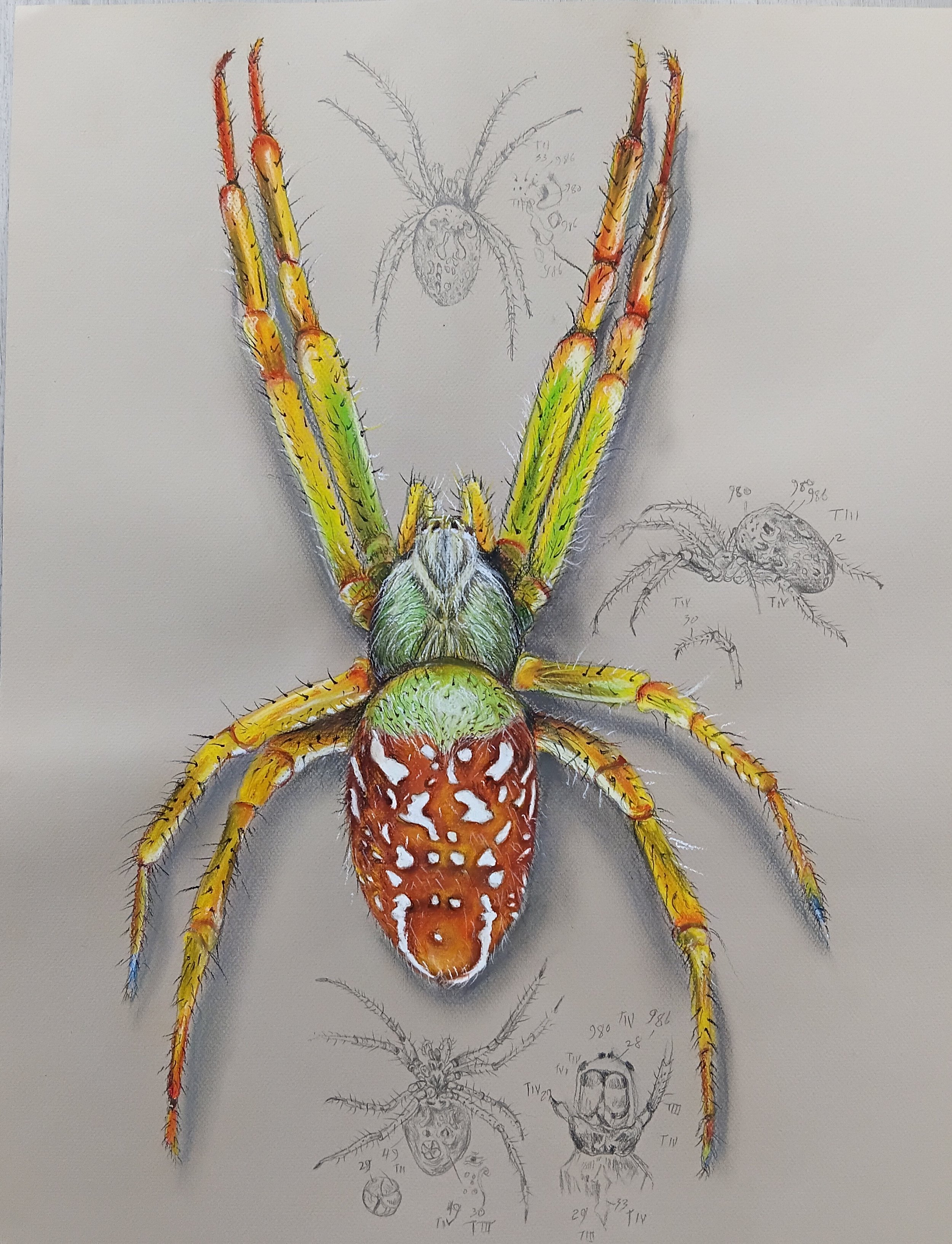Dome Web Spider, Cyrtophora moluccensis, with Ferdinand Bauer's sketches appropriated into the background
