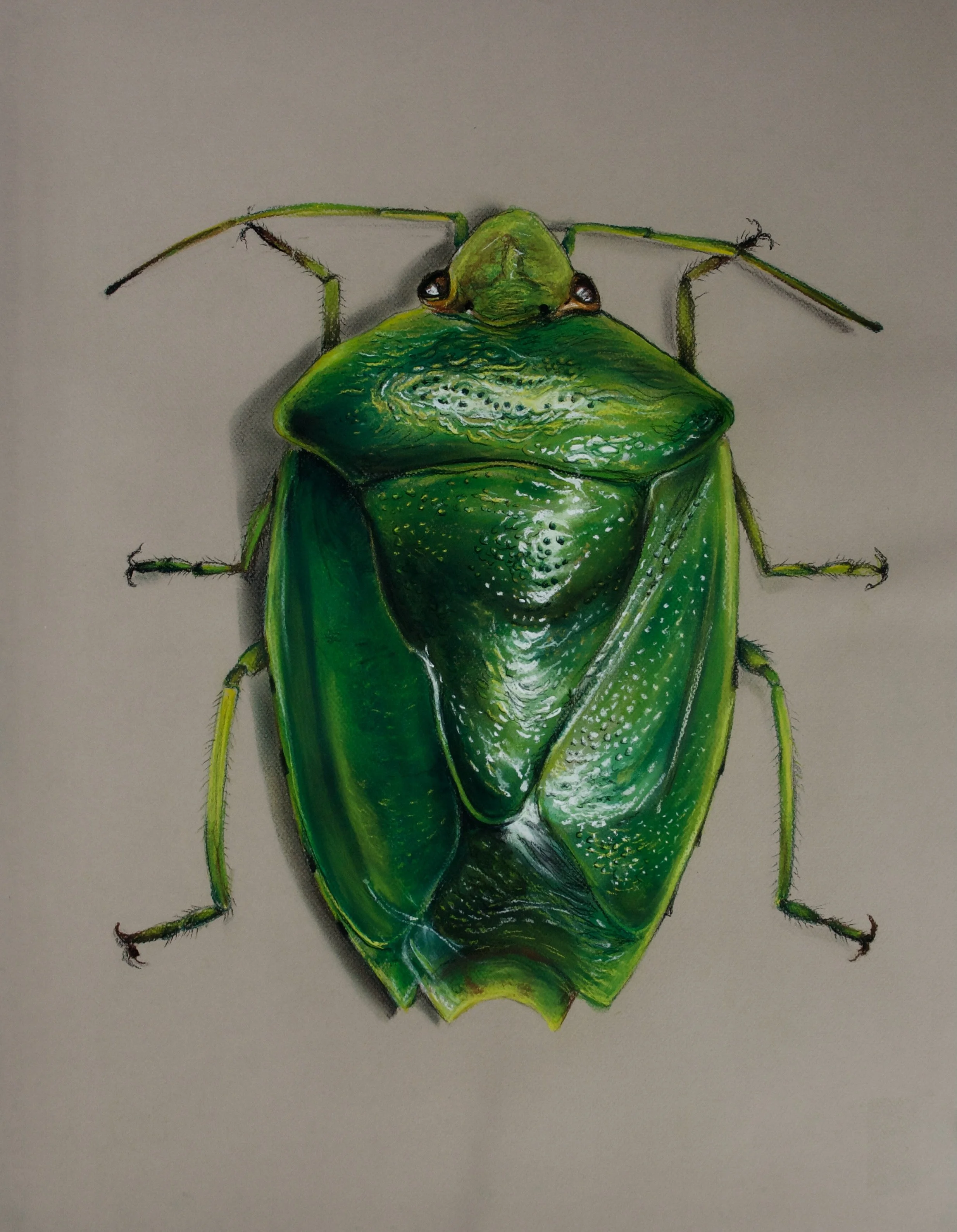 Stink Bug, Glaucias amyoti