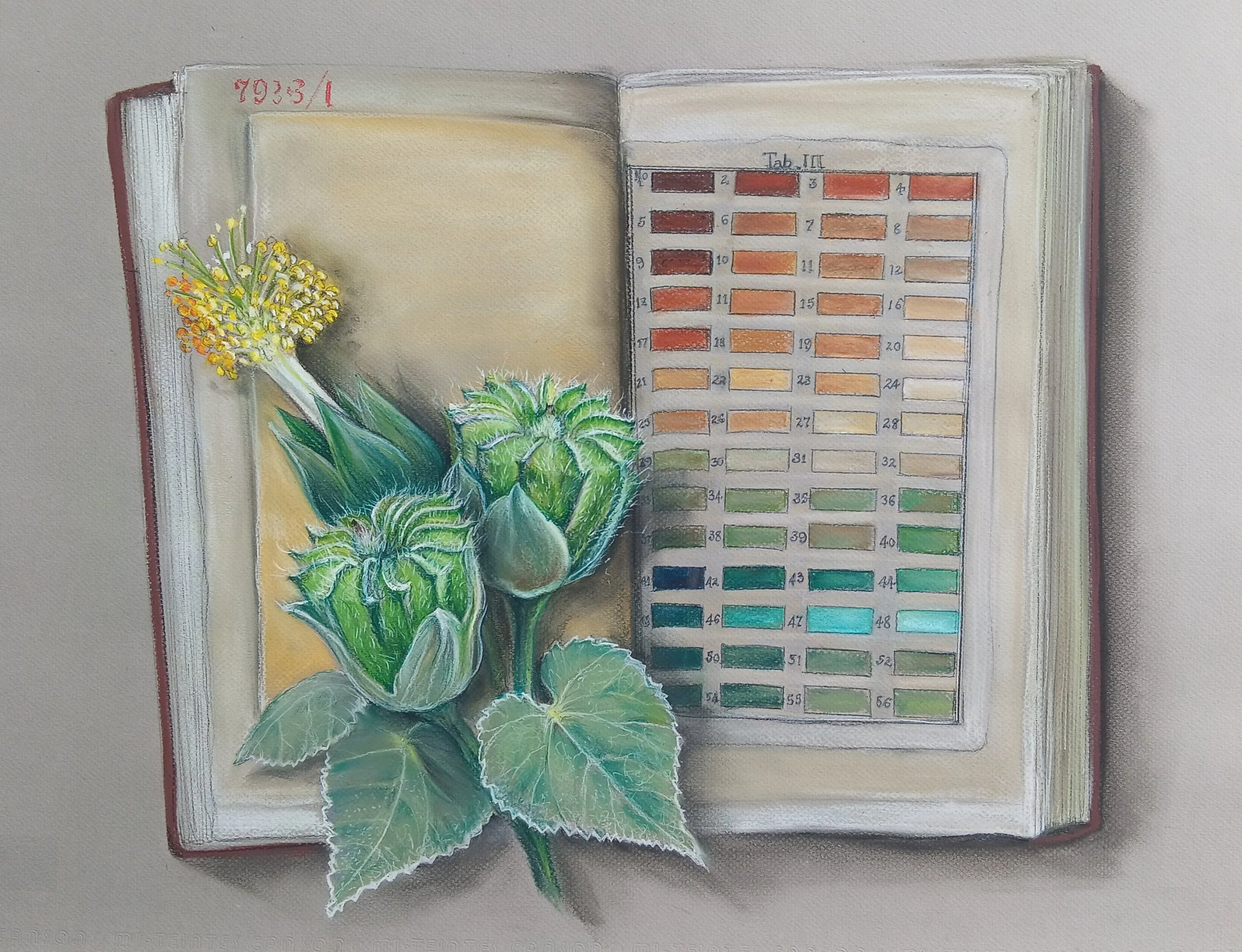 Abutilon julianae, Endemic to Phillip Island, resting on Estner's book of colour charts 