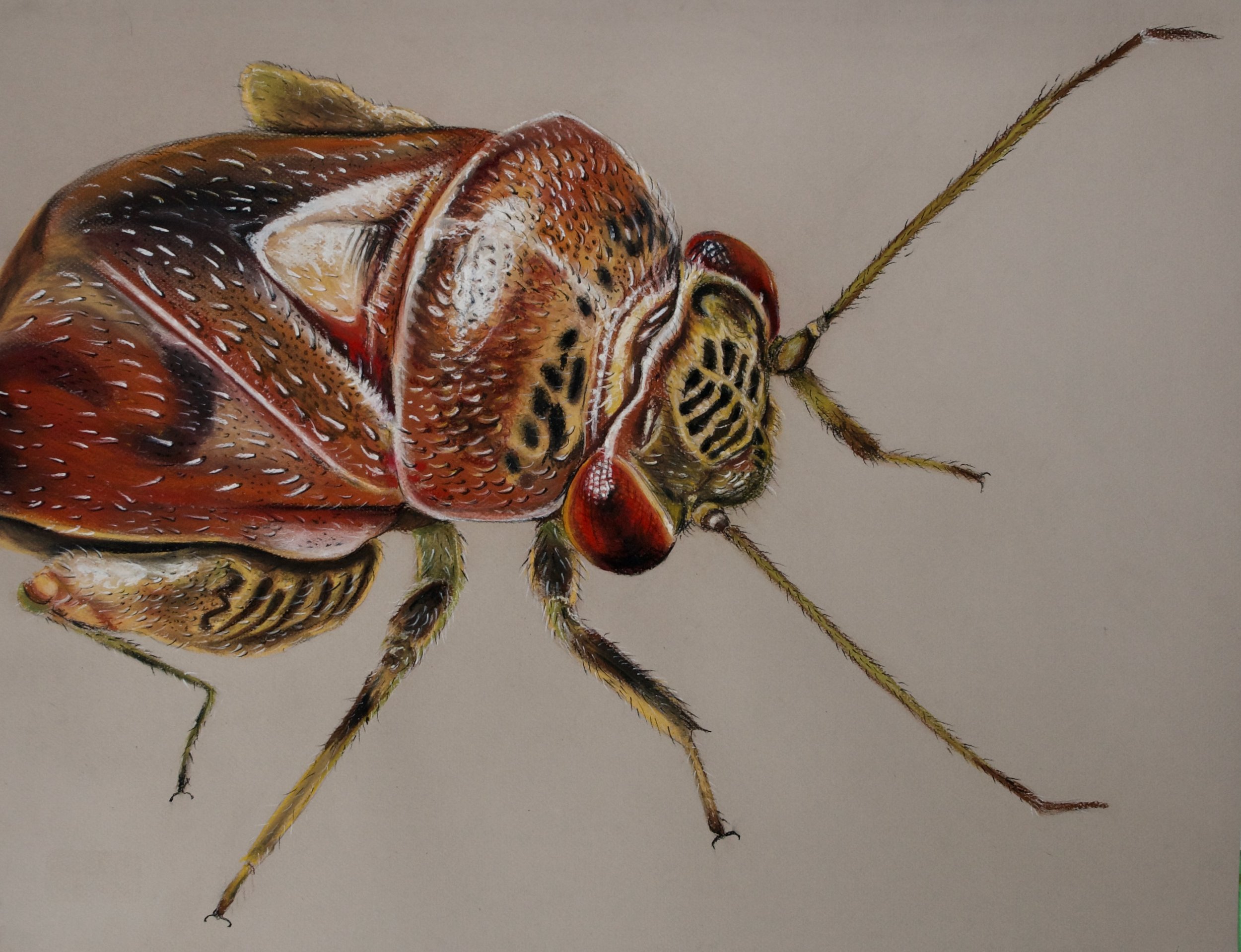 Plant Bug, Coridromius norfolkensis