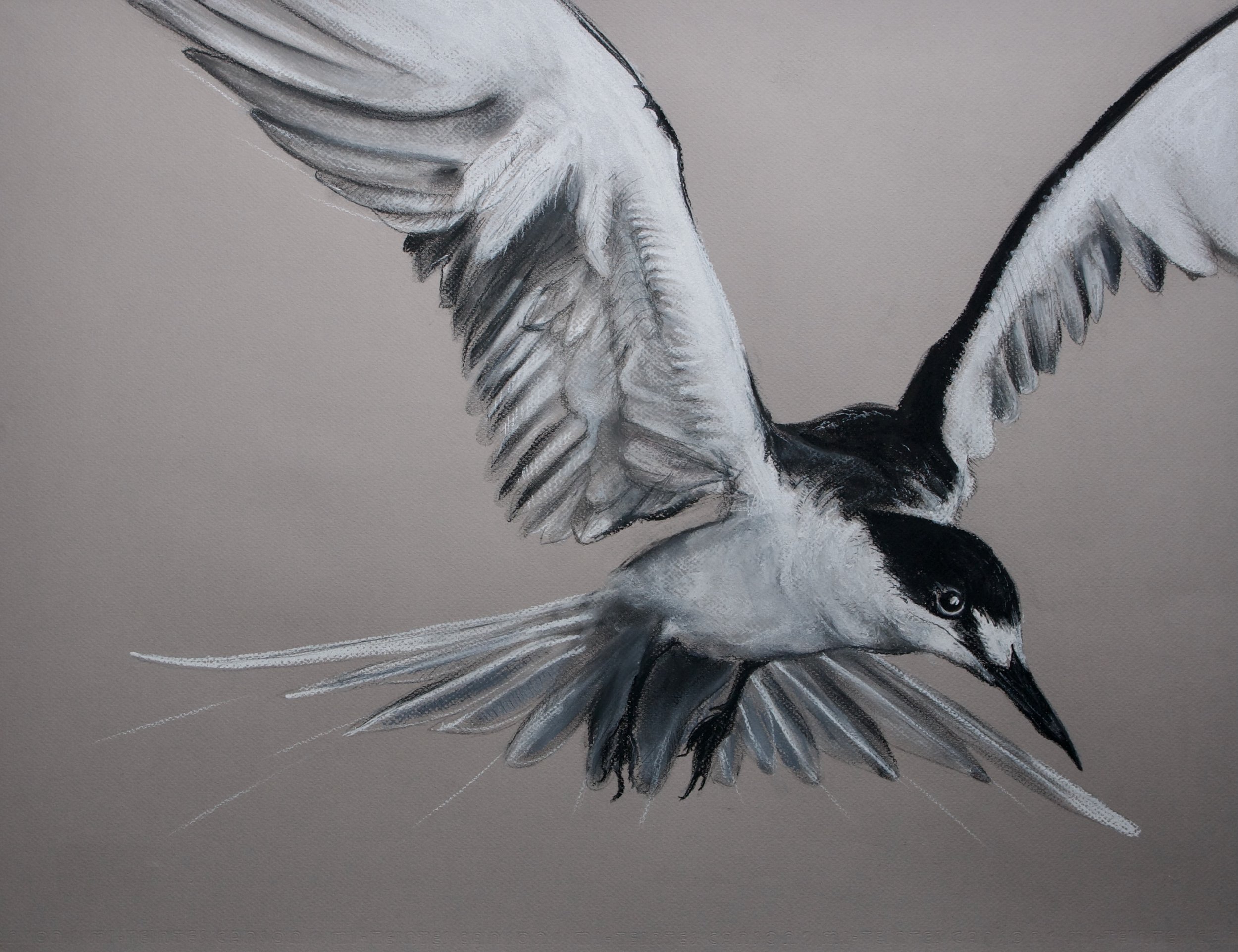 Sooty Tern, Sterna fuscata