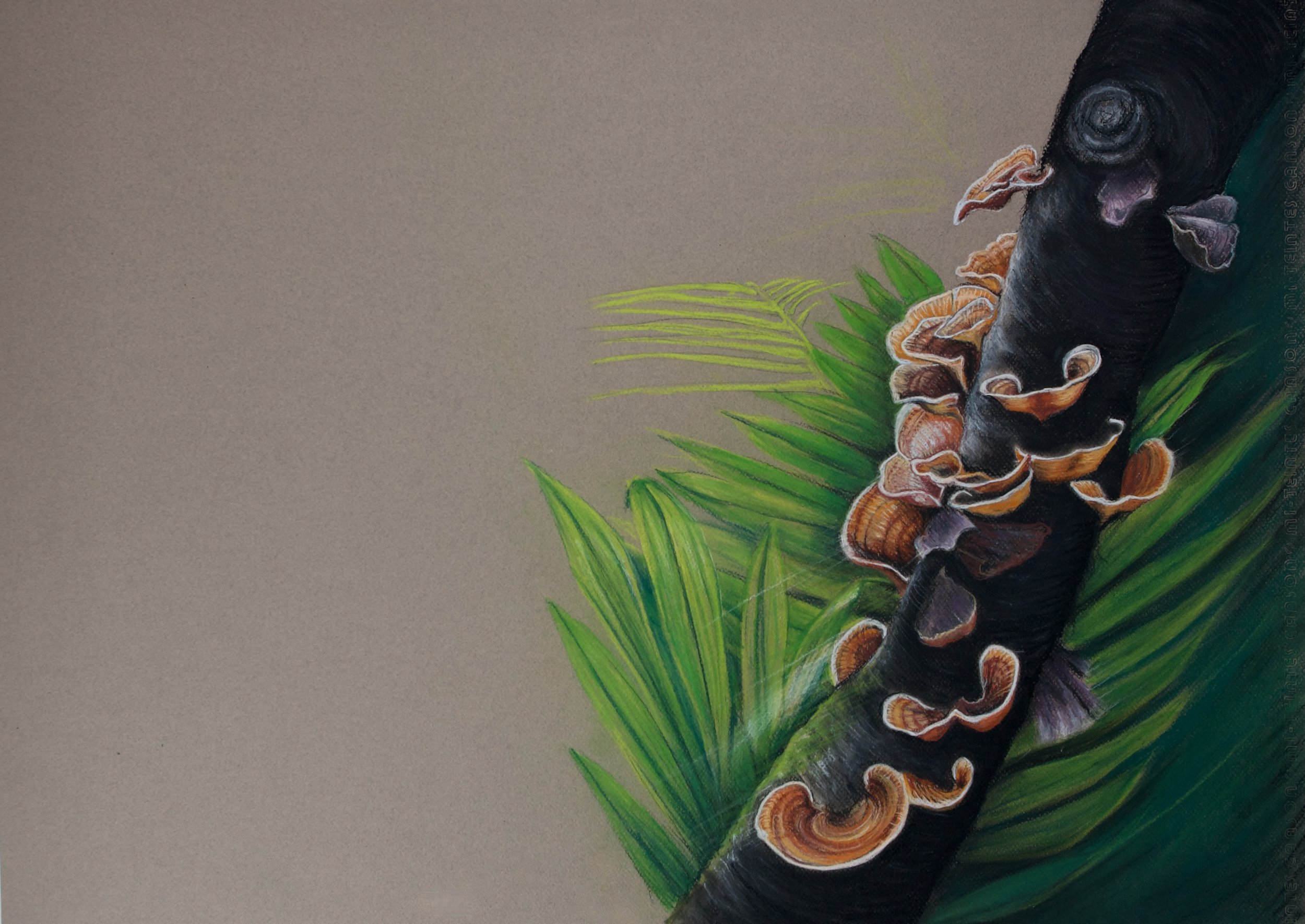 Fungi, Genus stereum