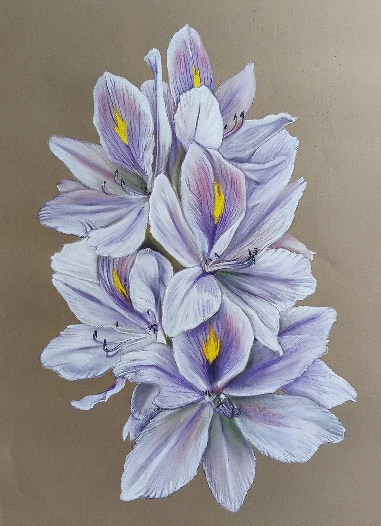 An introduced water weed, Eichhornia crassipes, Water Hyacinth 