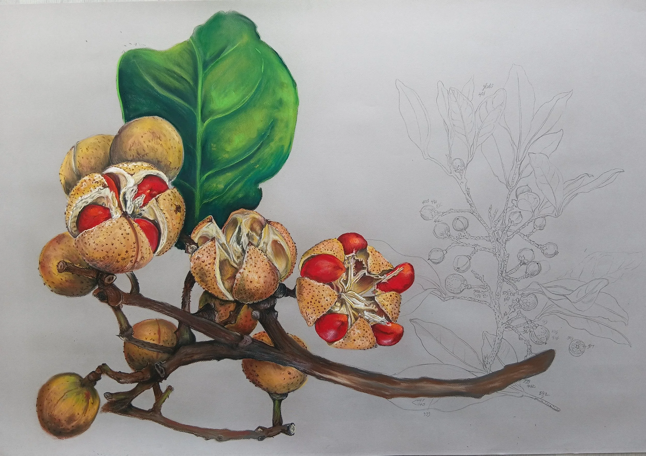 Sharkwood, Dysoxylum bijugum, seeds with Ferdinand Bauer's sketch appropriated into the background