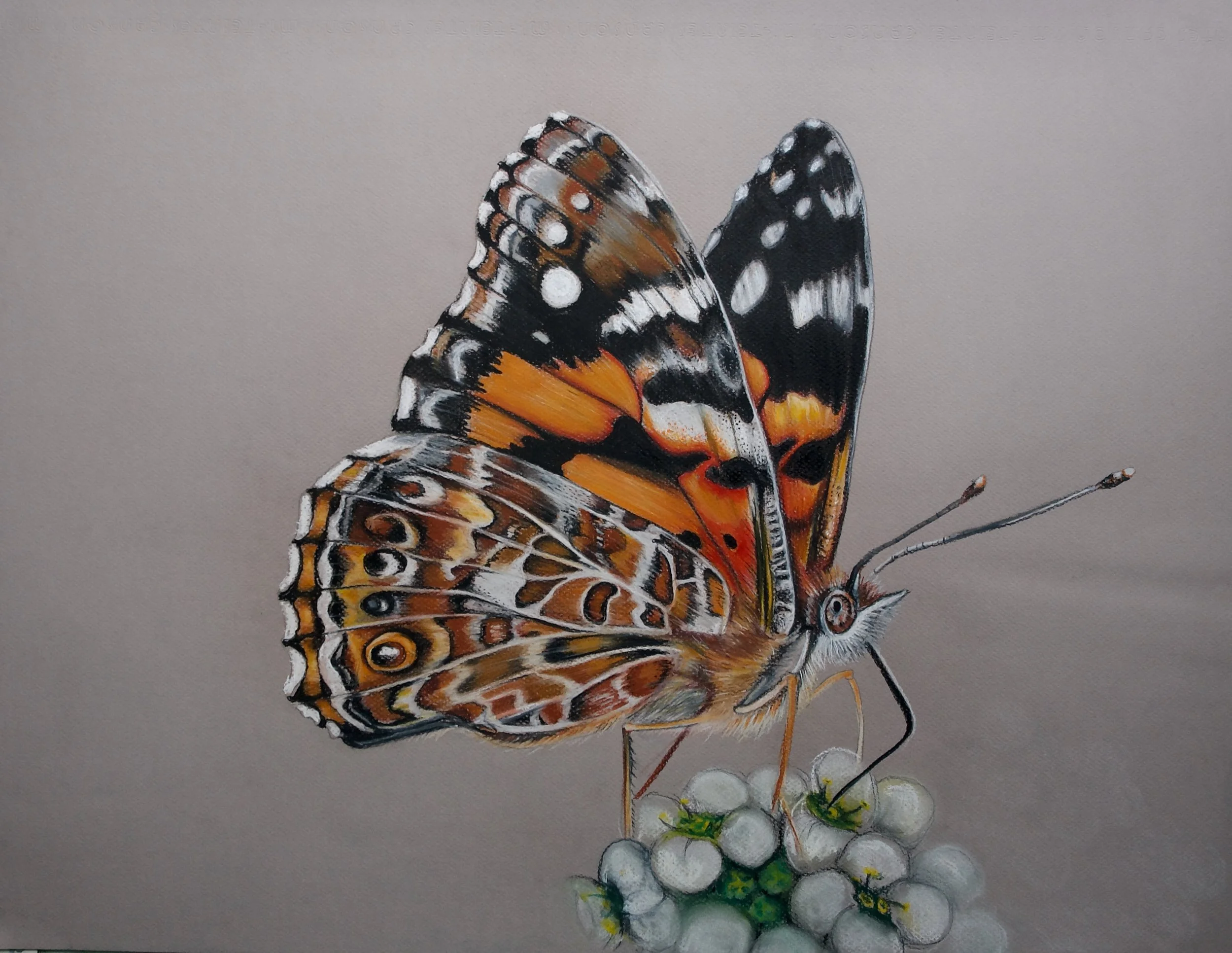 Australian Painted Lady, Vanessa kershawi