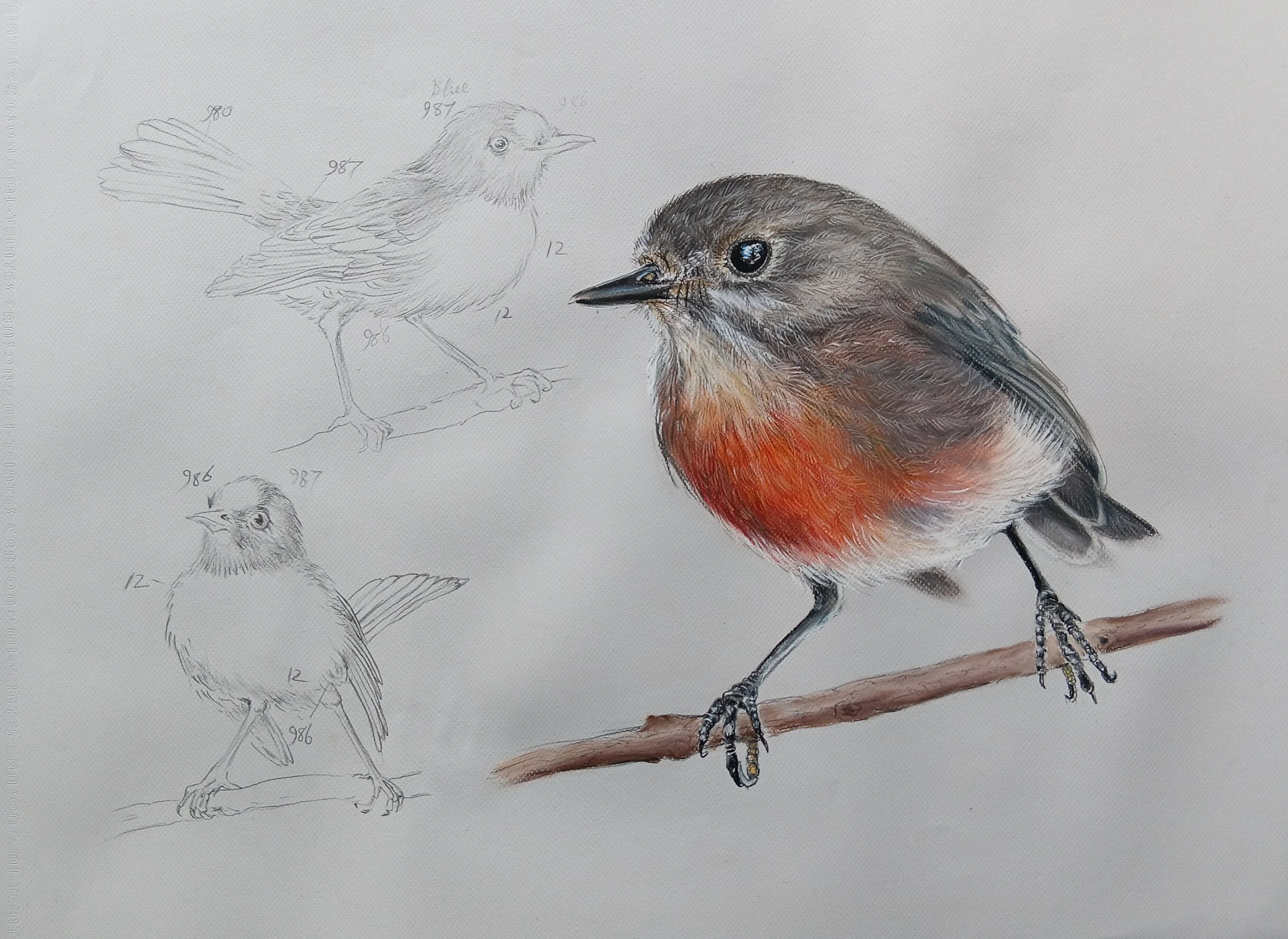 A female Norfolk Island Robin, Petroica multicolor multicolor, with Ferdinand Bauer's sketch appropriated into the background