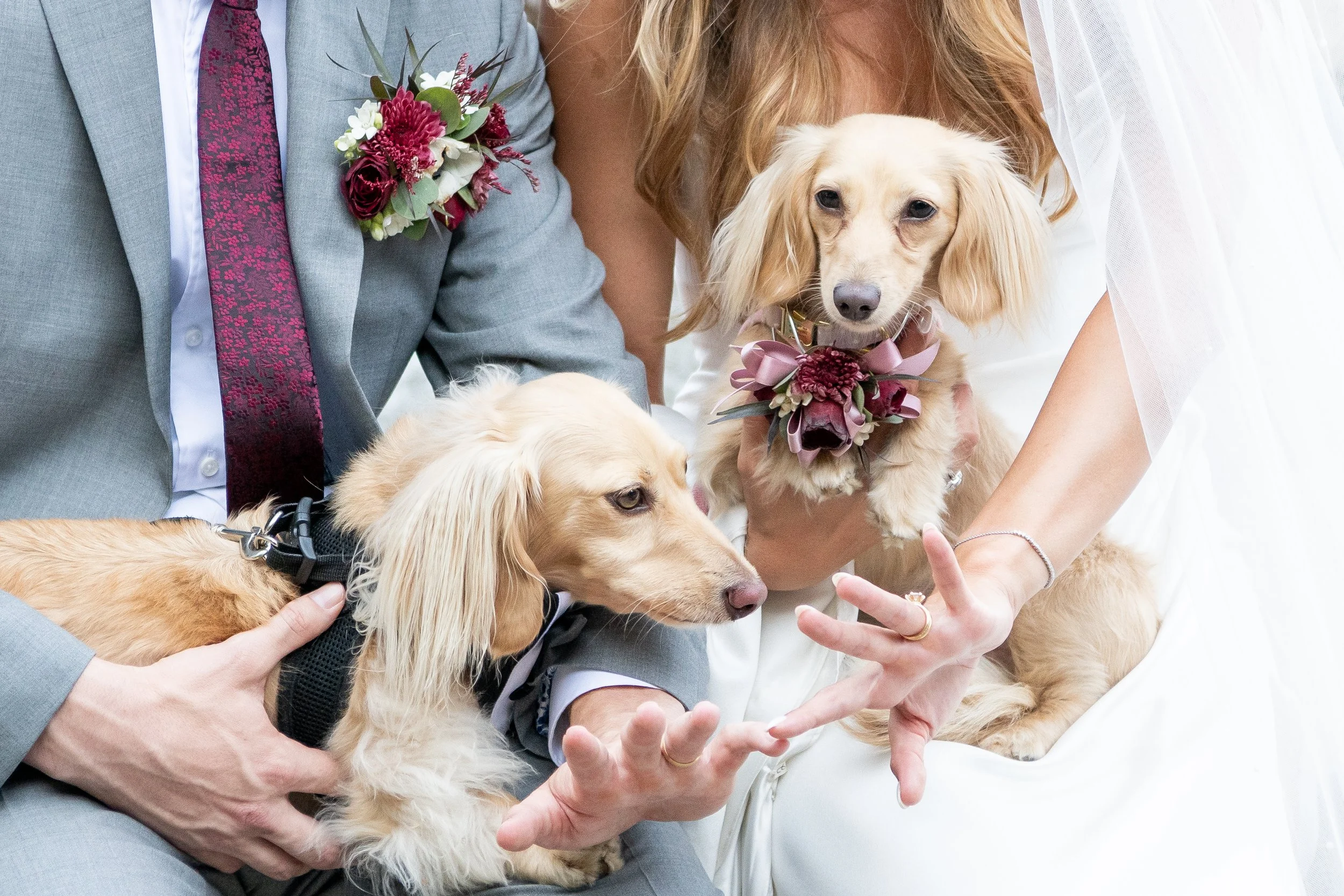 Couple holding dogs and looking at rings